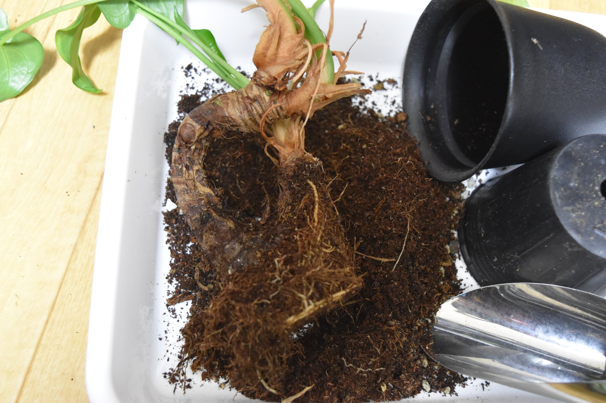 茎が曲がったクワズイモを挿し木する Mokunin Note 茎が曲がったクワズイモを挿し木する Mokunin Note