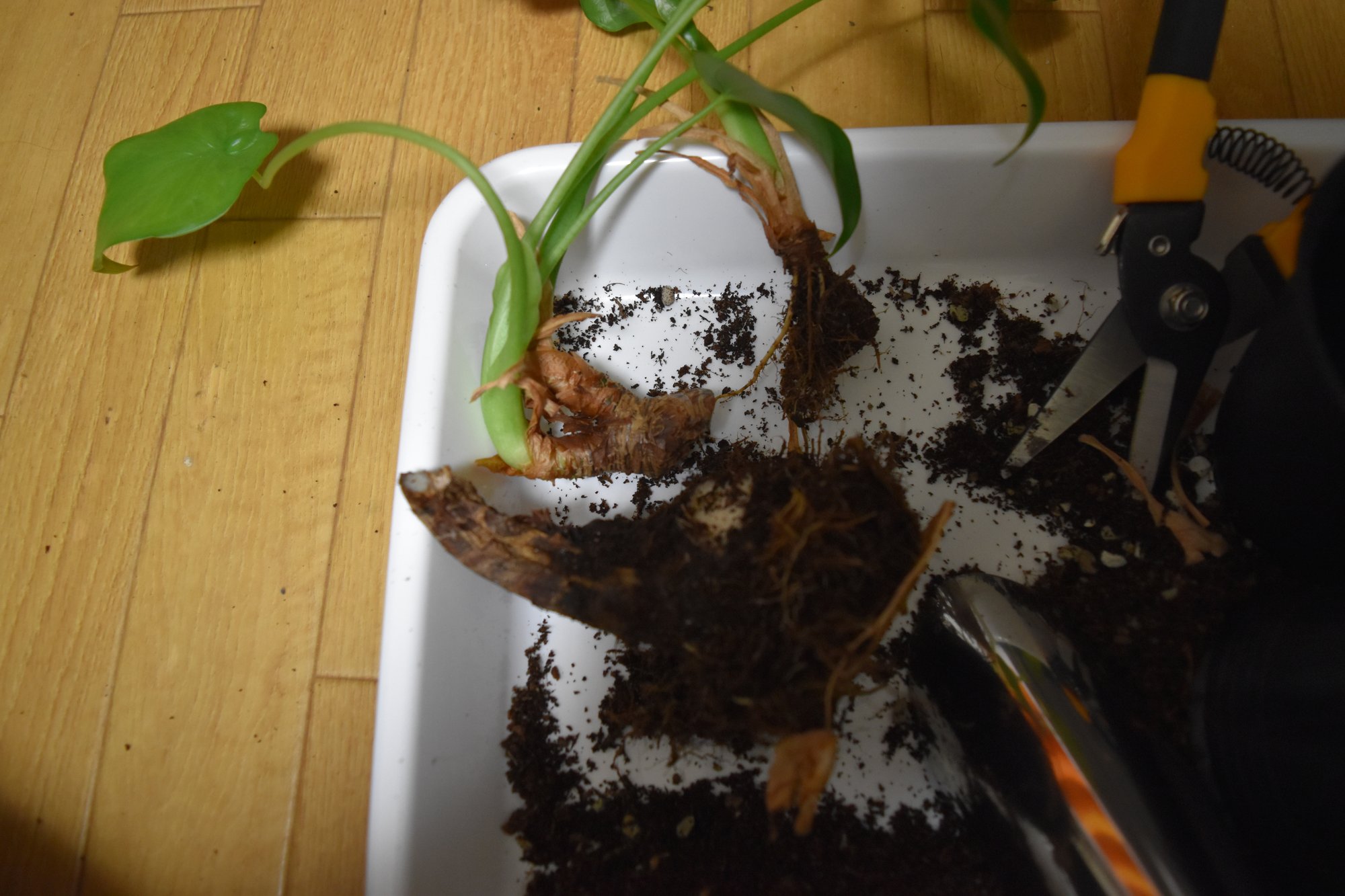 茎が曲がったクワズイモを挿し木する Mokunin Note 茎が曲がったクワズイモを挿し木する Mokunin Note