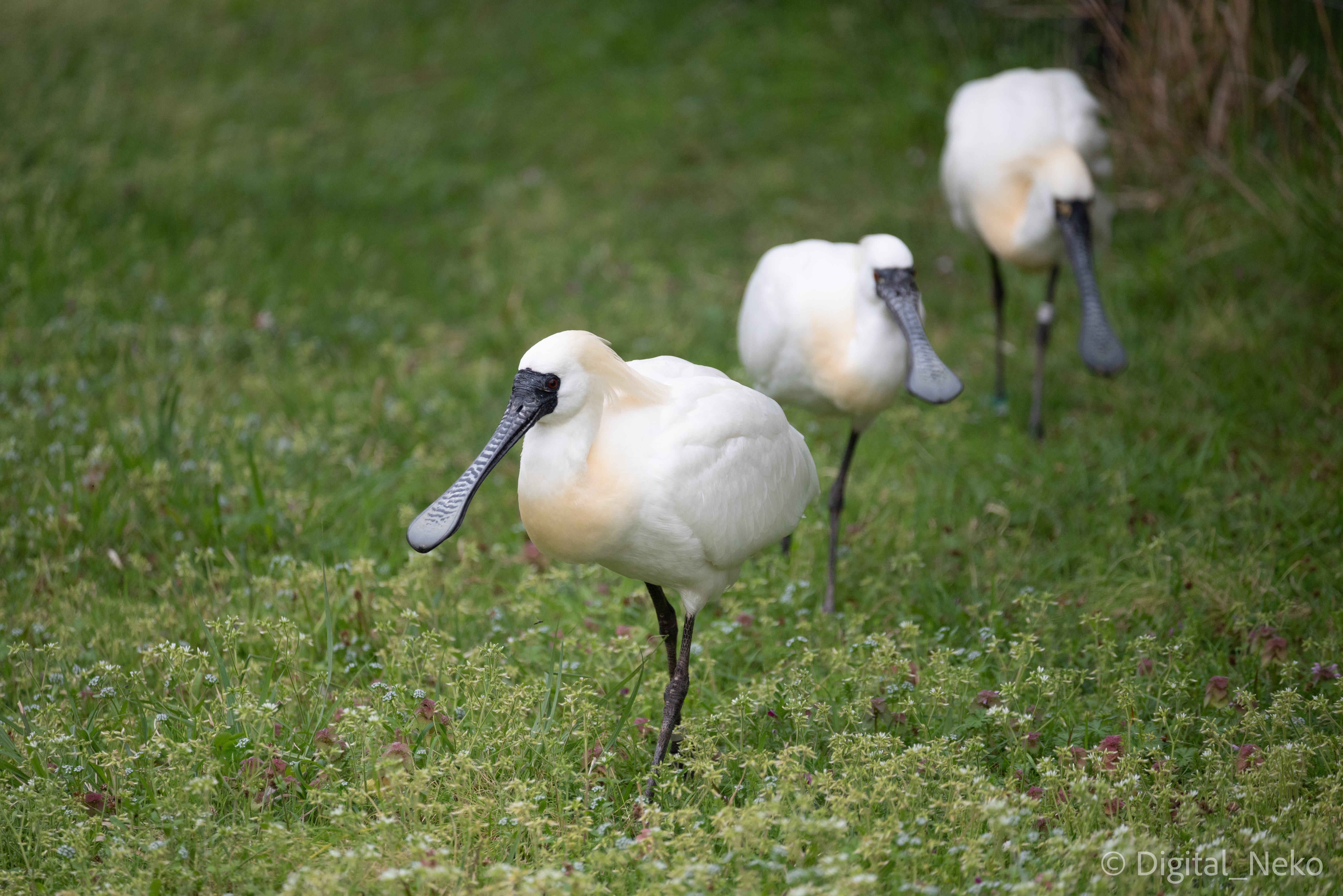 クロツラヘラサギ 葛西臨海公園散歩｜けえる
