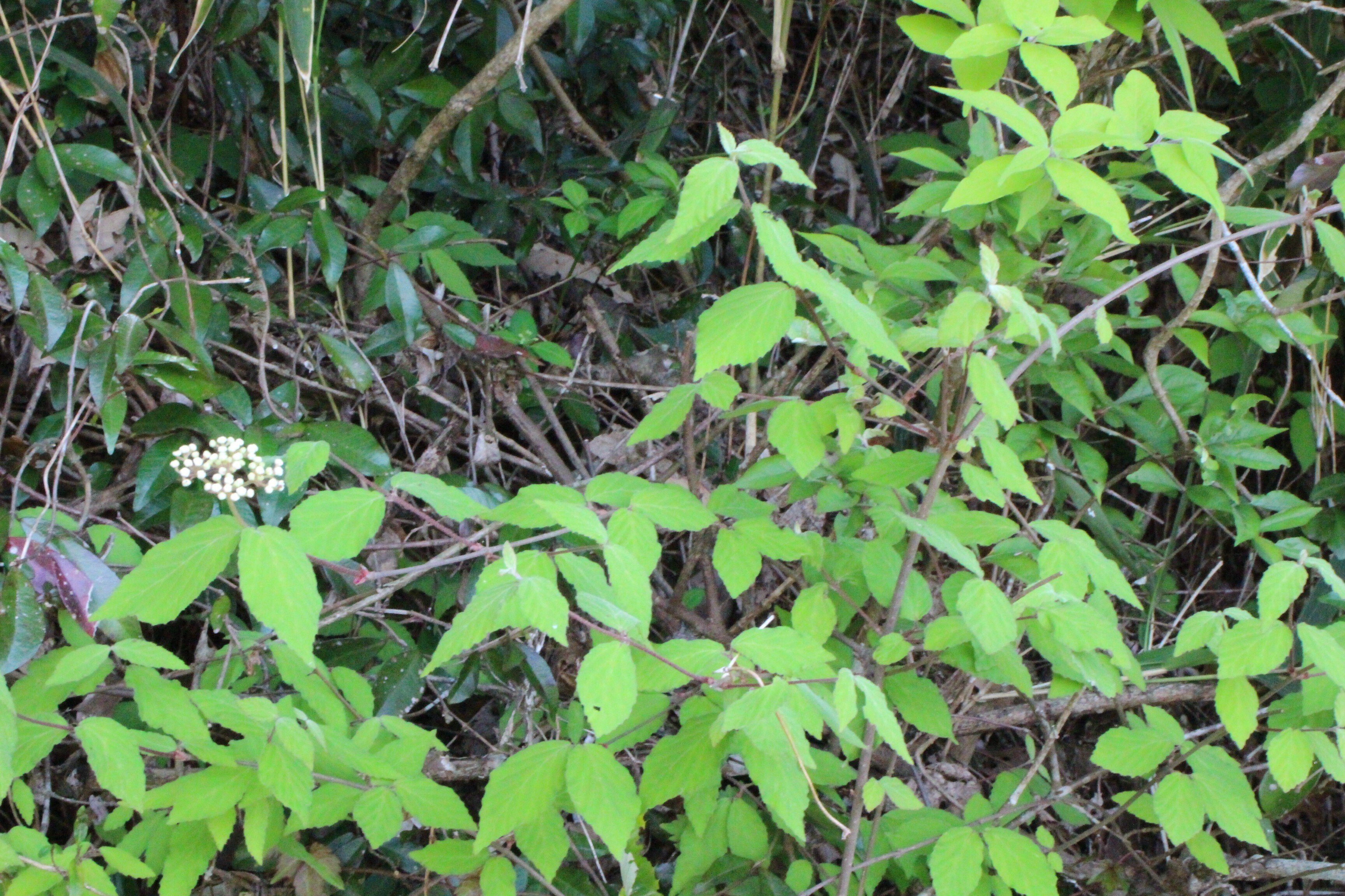 コバノガマズミ｜あおはくたき