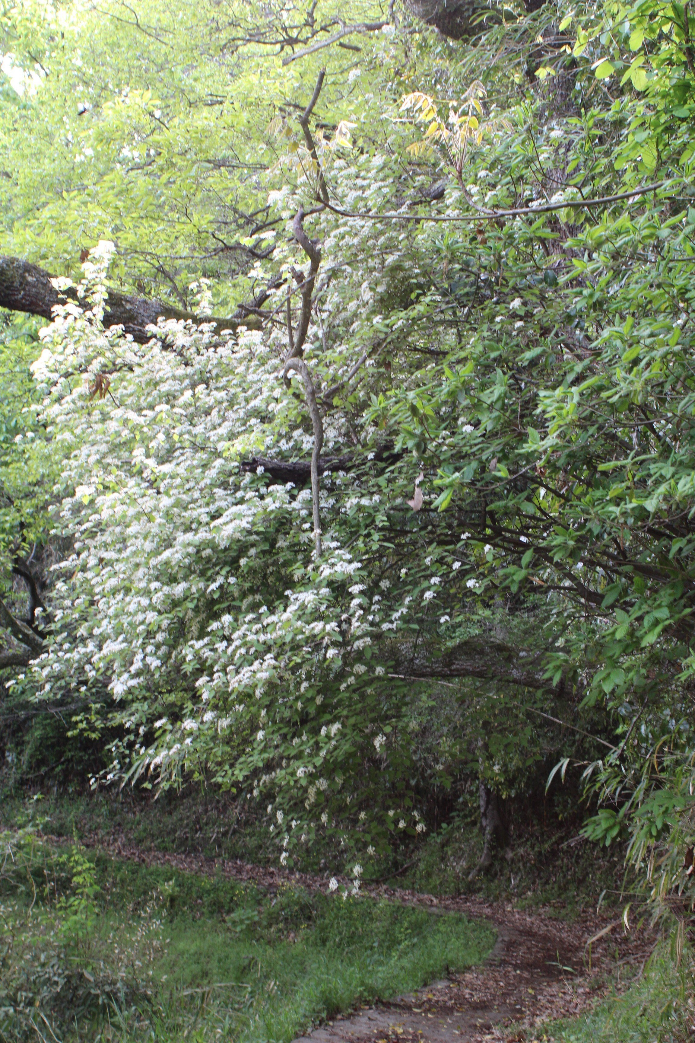 コバノガマズミ｜あおはくたき