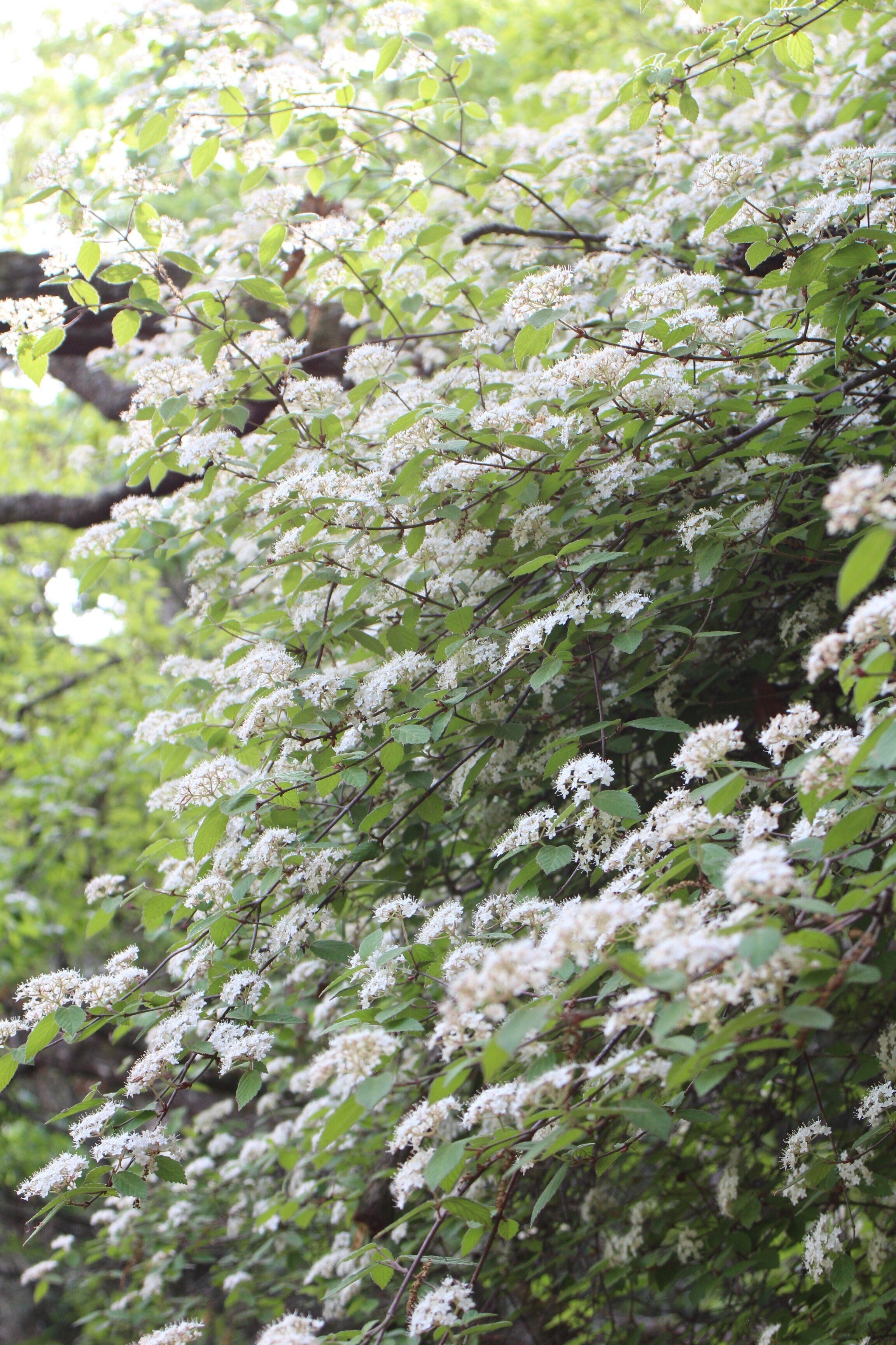 コバノガマズミ｜あおはくたき