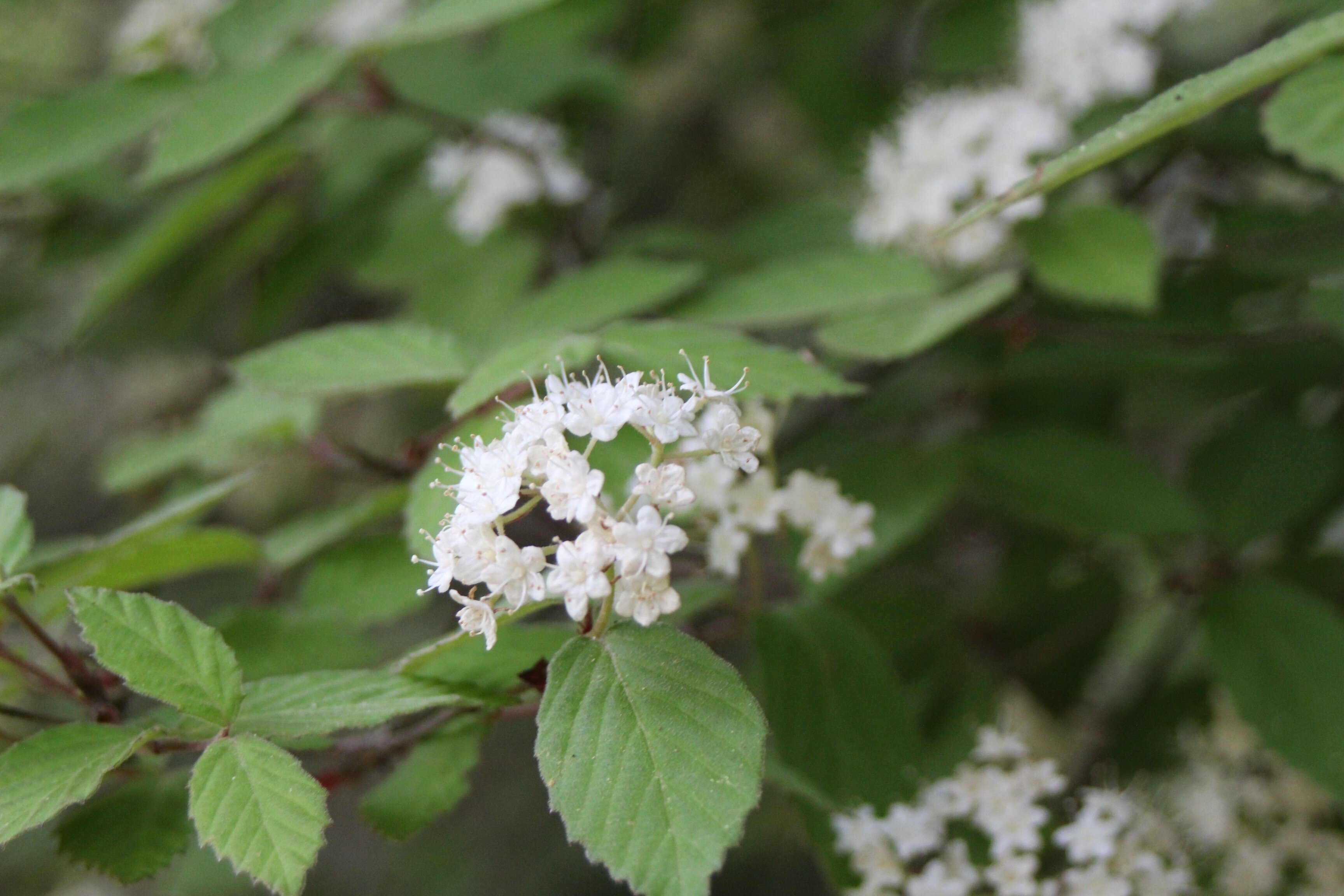 コバノガマズミ｜あおはくたき