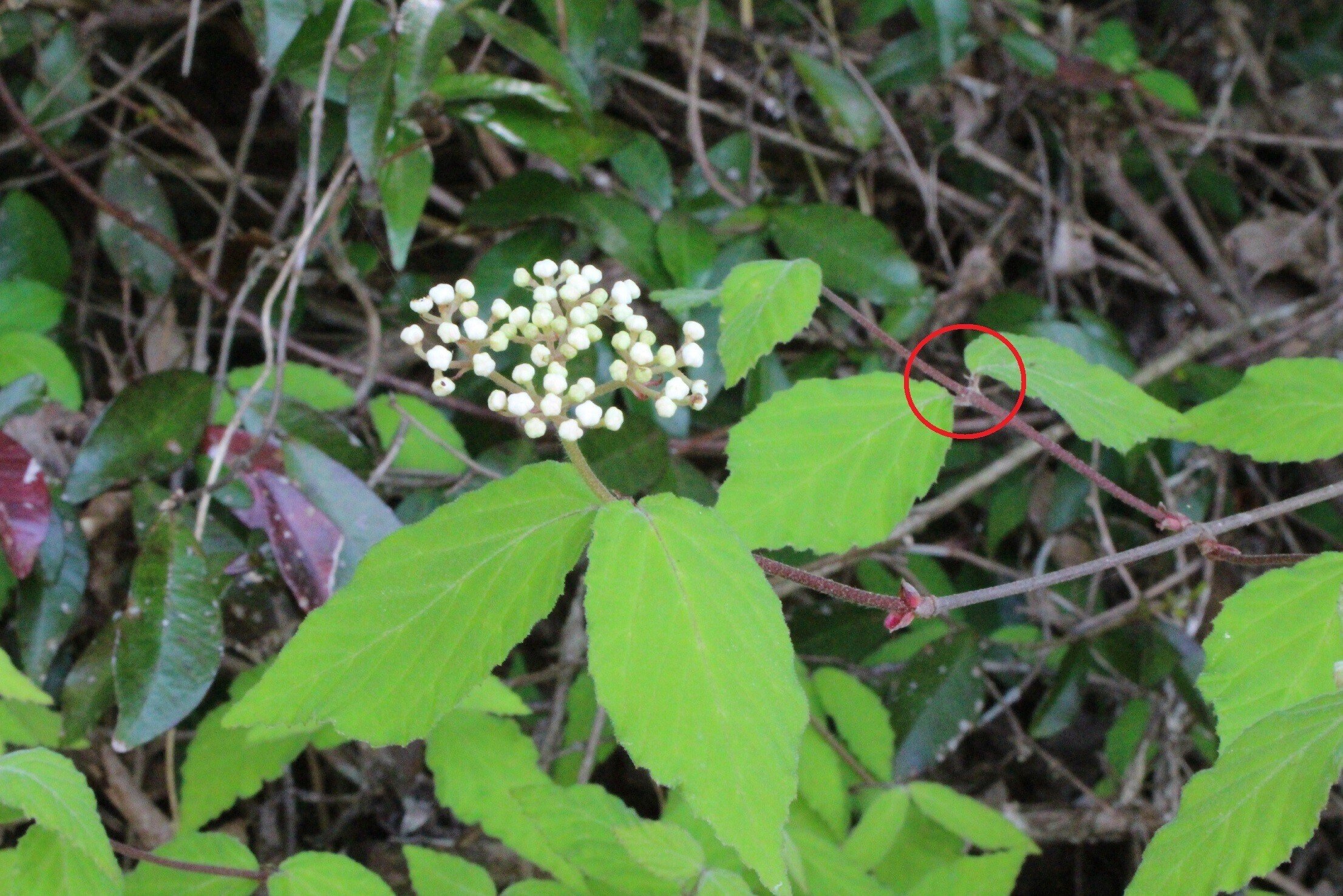 コバノガマズミ｜あおはくたき