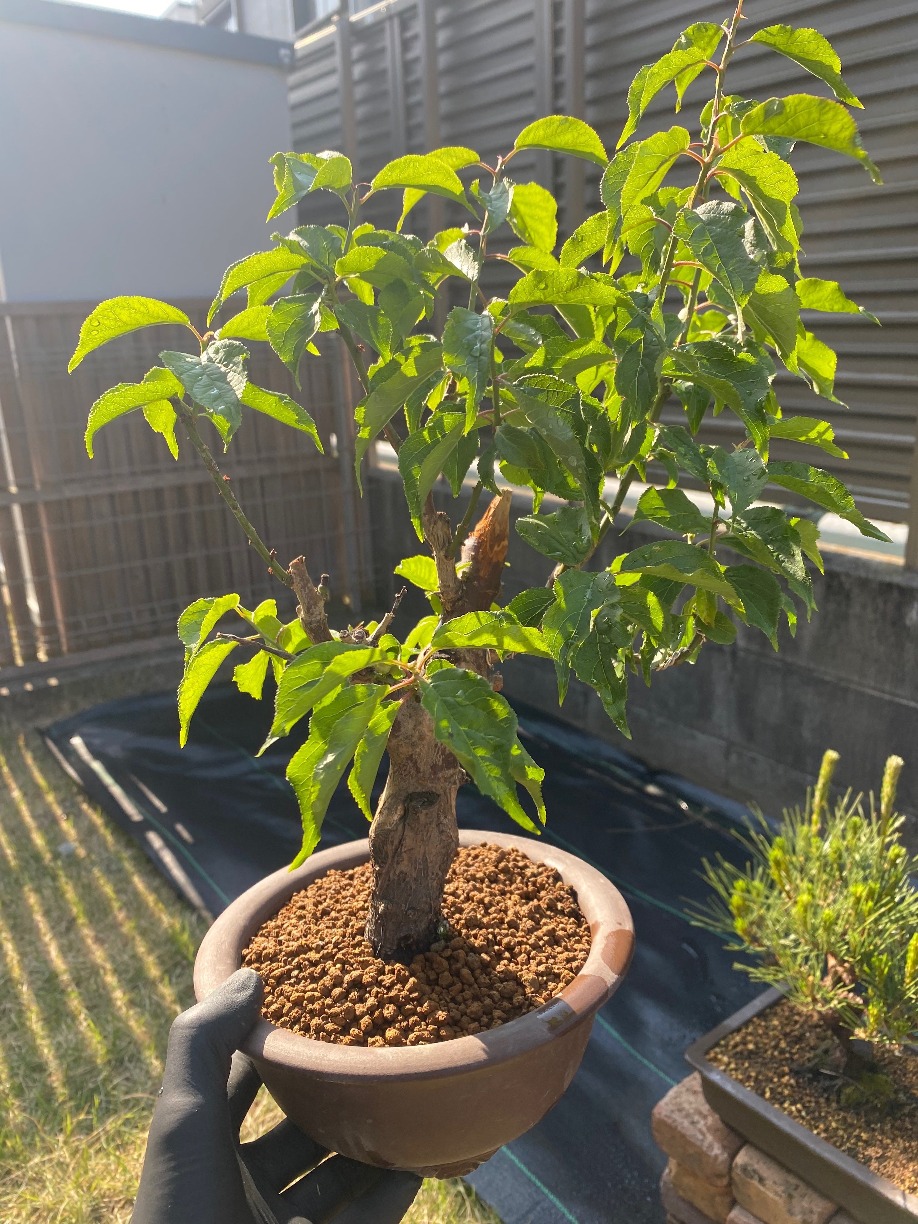 盆栽#6 梅盆栽と枯れジン作り｜asahinakeisuke