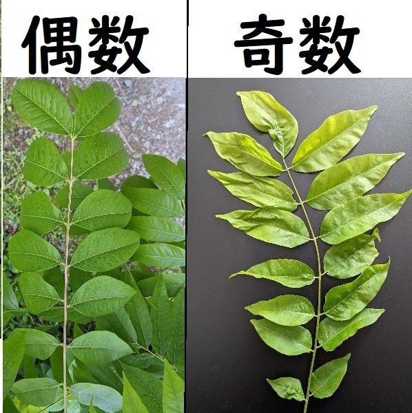 互生,対生】【鋸歯,全縁】【単葉,複葉】の違い（葉っぱを