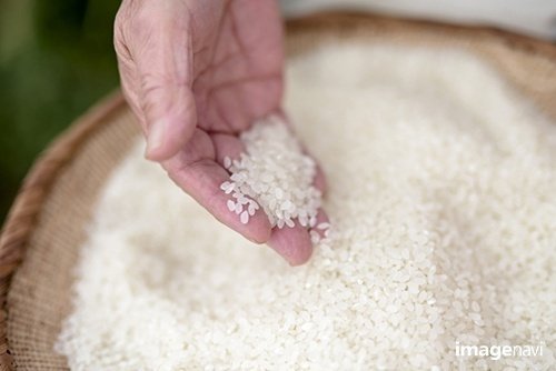 High angle close up of human hand holding bowl with freshly harvested rice grains.｜Mint Images