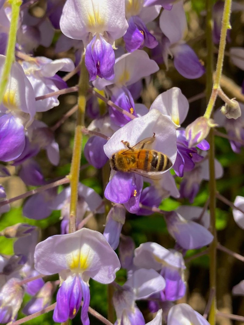蜂が藤の花の上で花粉を集めている