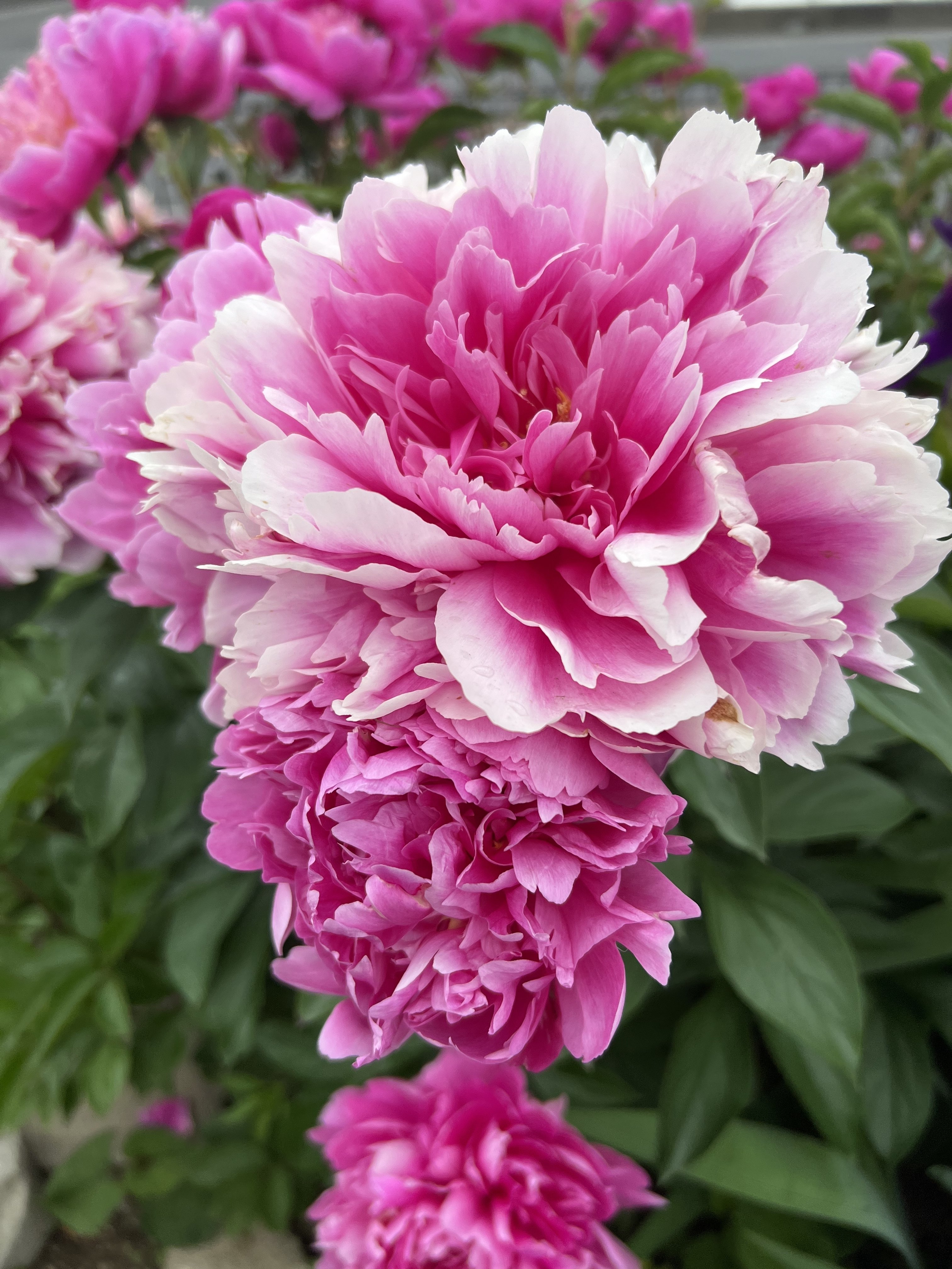 自家焙煎珈琲店の花壇にて けんちゃん 昭和31年生まれ Note