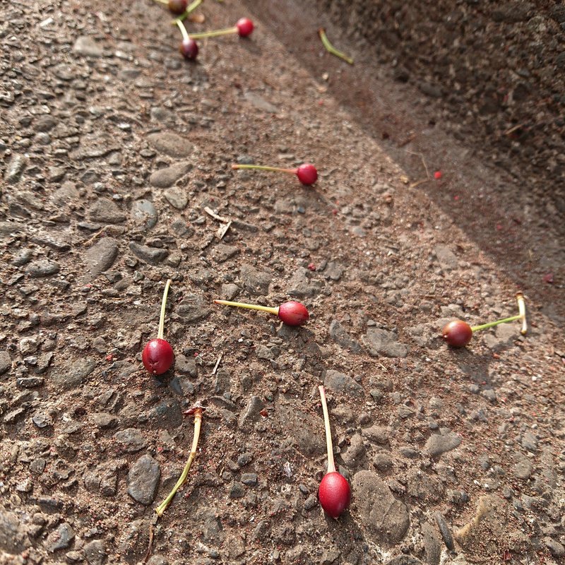 桜の木の下に落ちていたサクランボ。食べられないけど、このまま植えれば新しい桜が見れるかも。