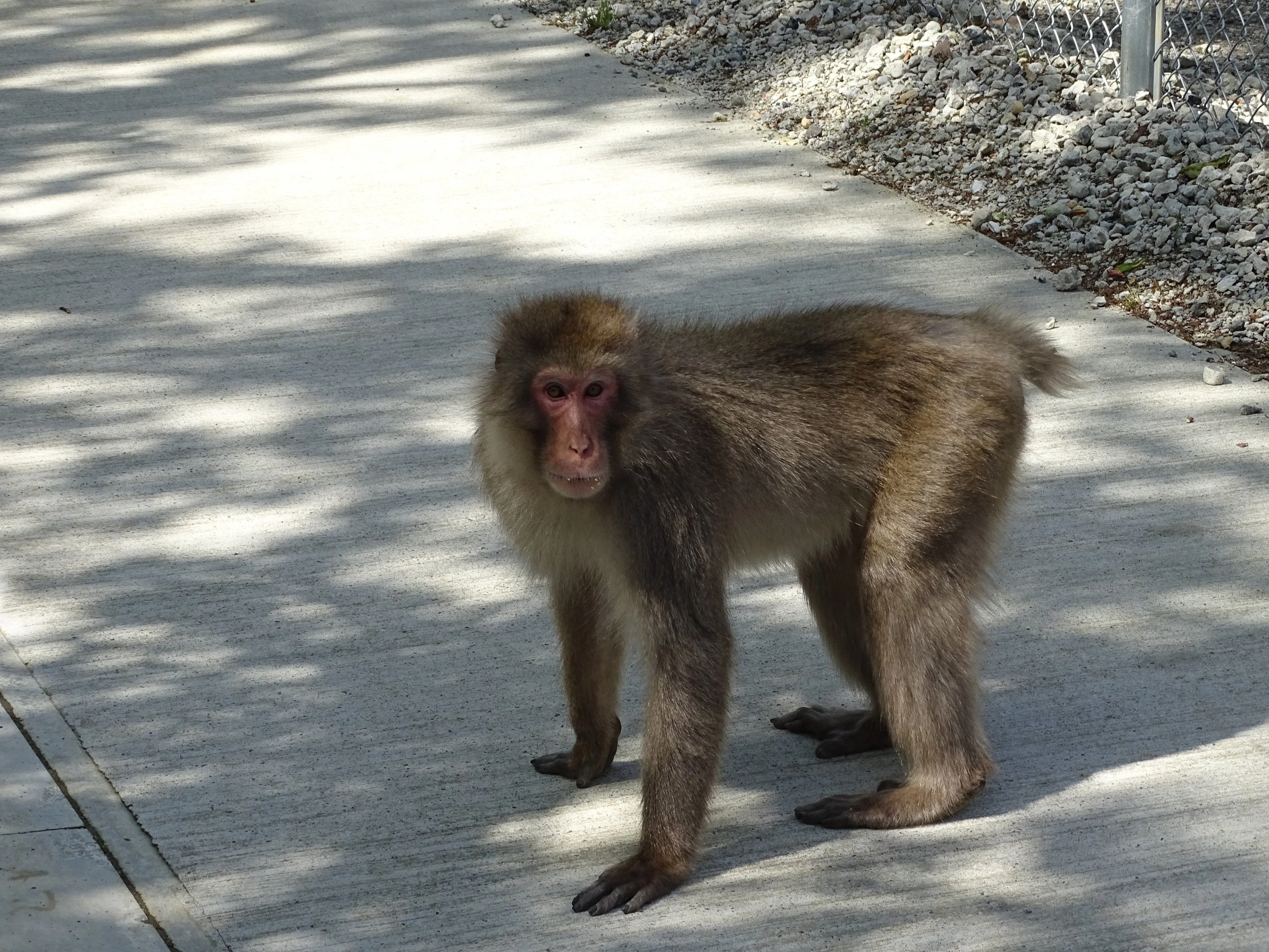 ZASO:106】千葉県 #高宕山自然動物園｜ZASOちゃんねる