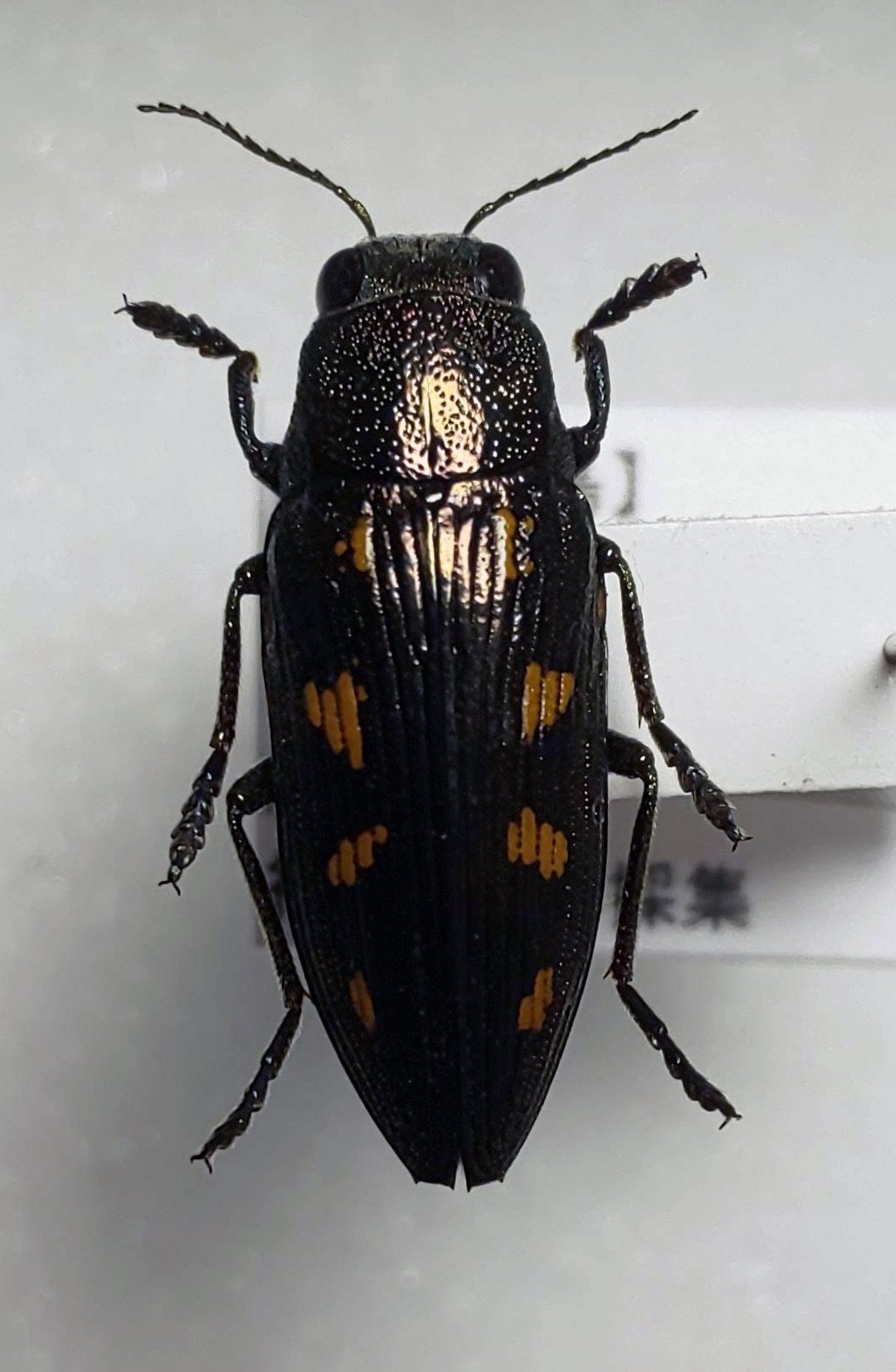 タマムシハンドブック（タマハン）ができるまで｜ブンイチ（文一総合出版）