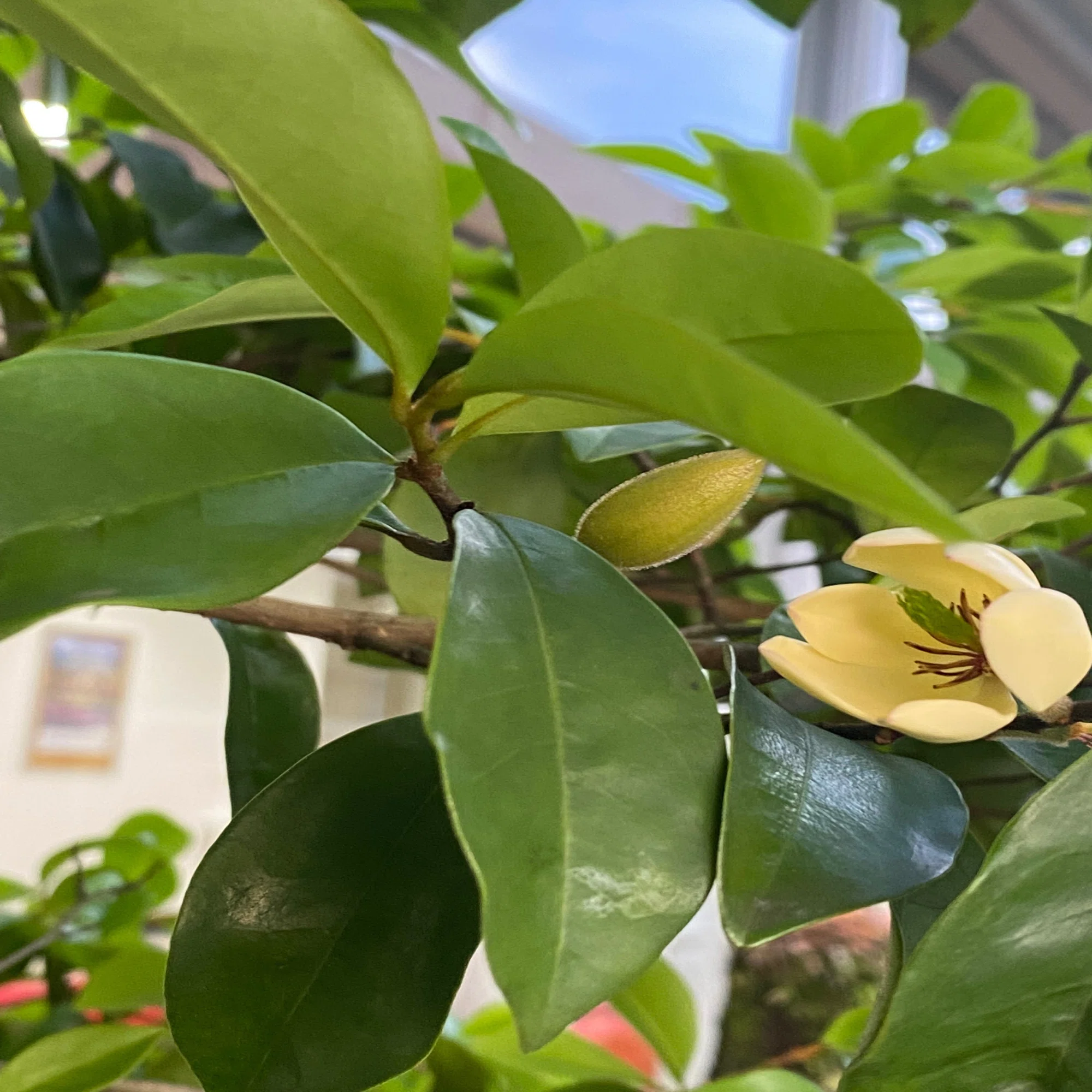バナナの香りの花ー唐種招霊（カラタネオガタマ）｜haco ?ガーデン 