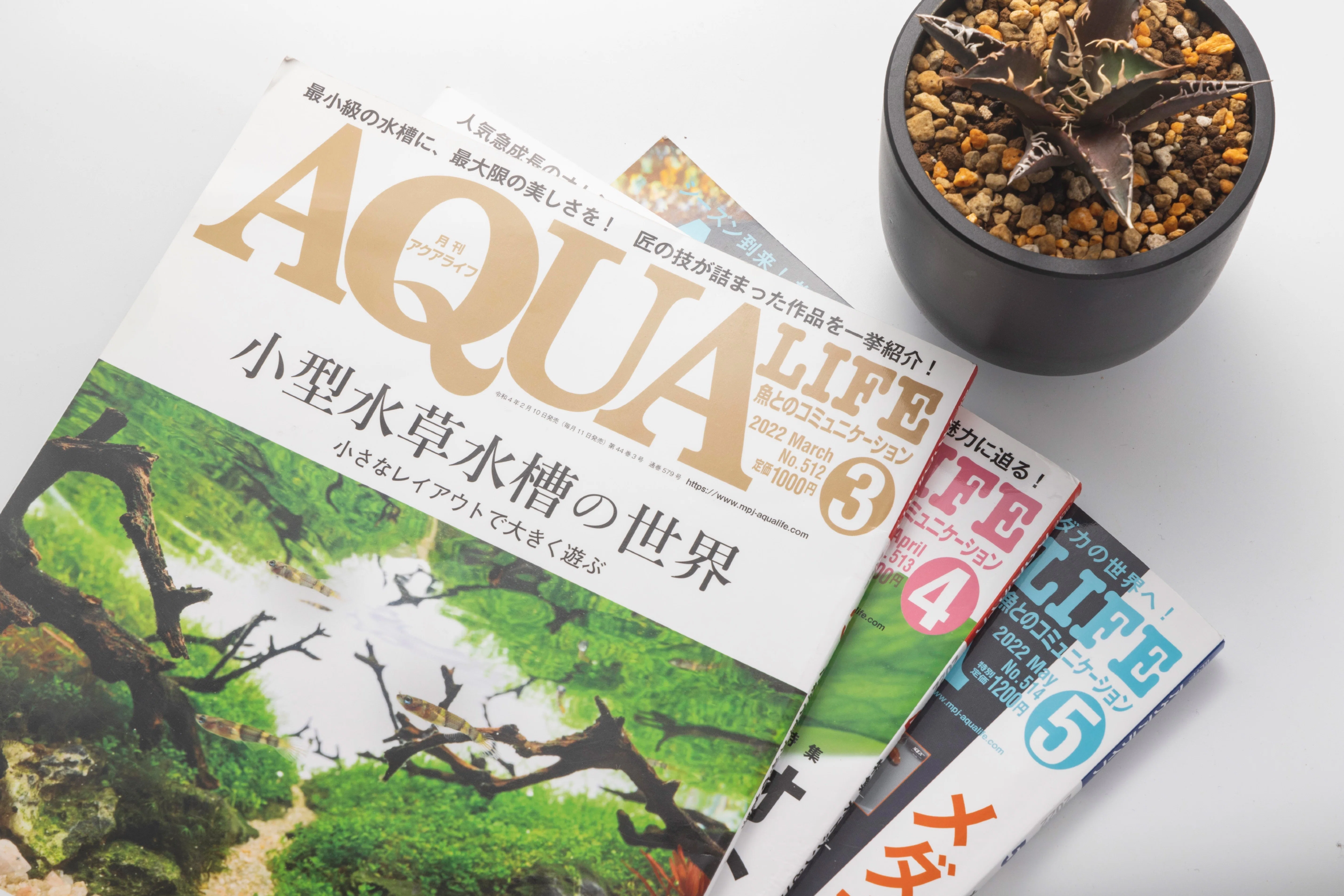 月刊アクアライフ』で3ヵ月連続アガベのことを取り上げました。｜山添 太