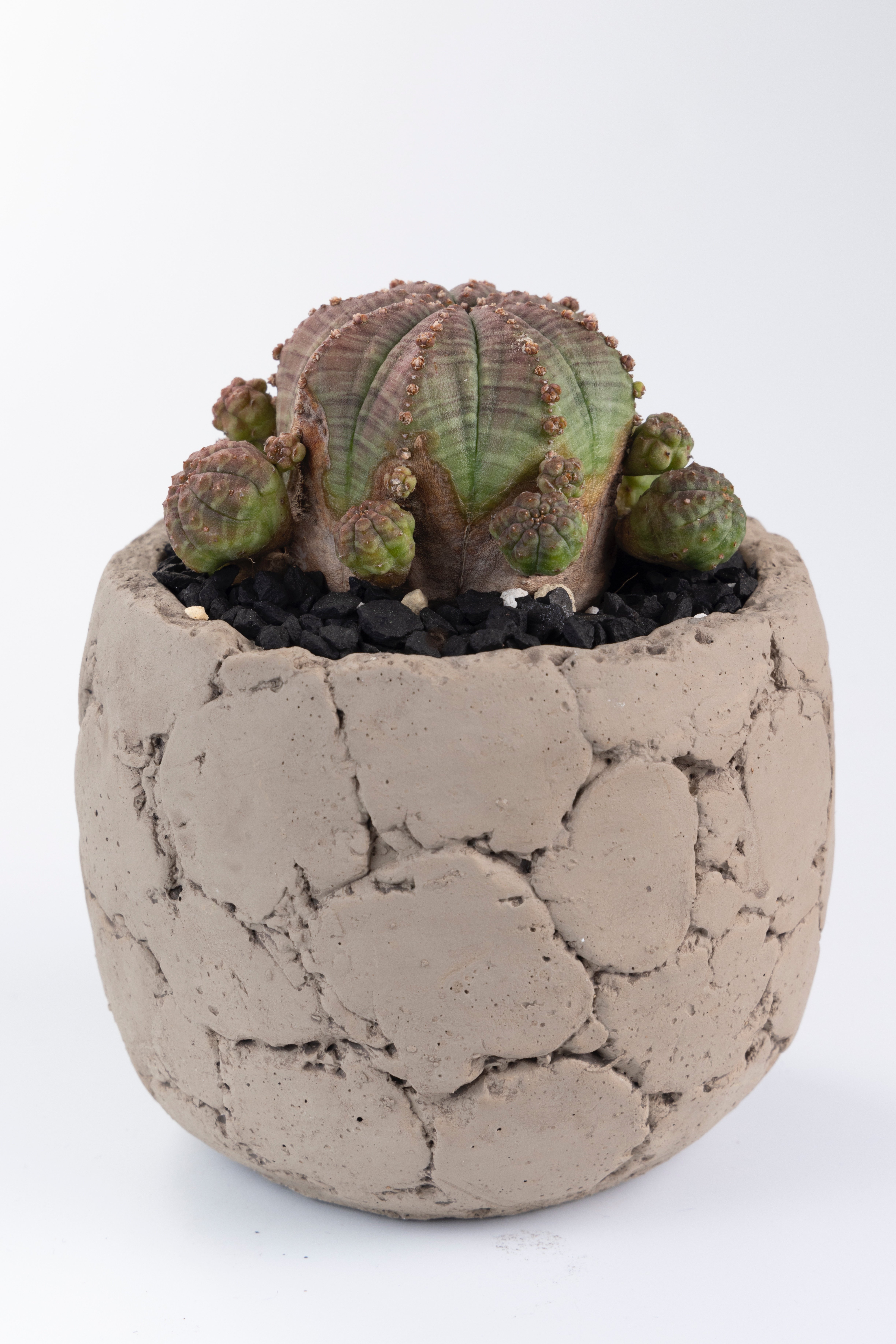 月刊アクアライフ』で3ヵ月連続アガベのことを取り上げました。｜山添 太