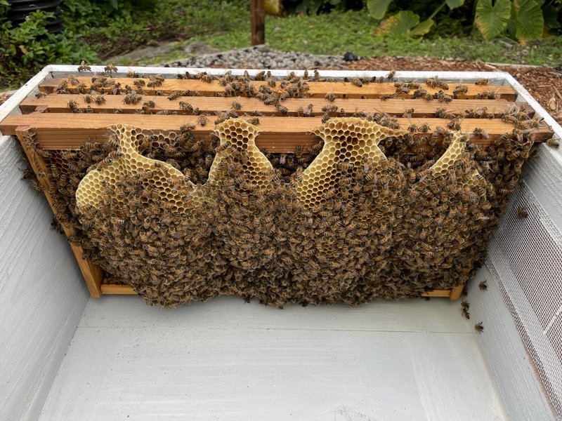 蜂の導入から約10日、巣枠の納品を待っていたら、自分でどんどん増やしてました。。