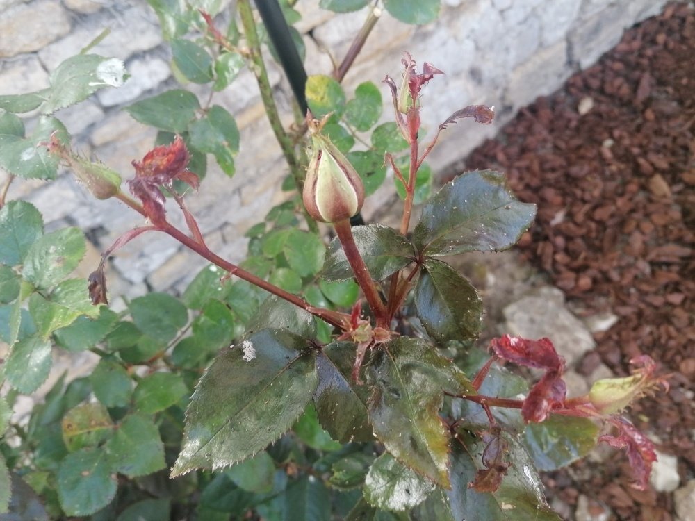 フレンチガーデン 大変 バラの葉が ベトベトなんだけど Kan Note フレンチガーデン 大変 バラの葉が ベトベトなんだけど Kan Note