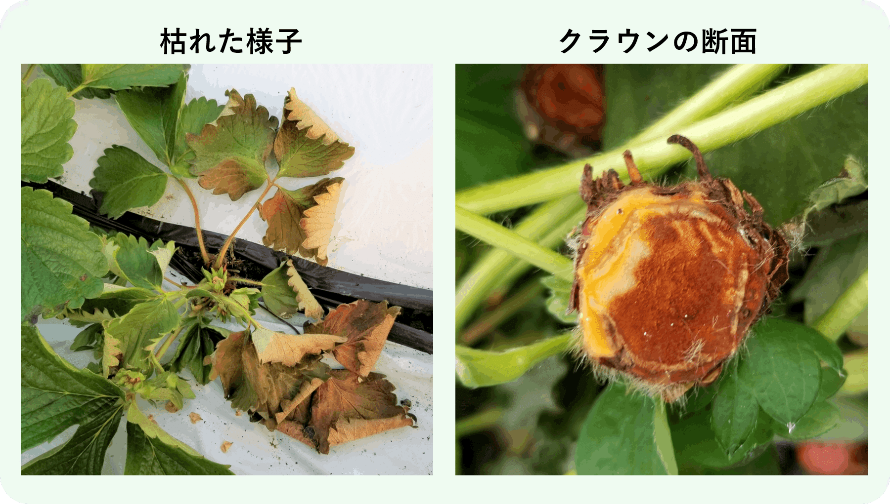 いちご 突然枯れる 葉に灰色の斑点 炭疽 たんそ 病 ミライ菜園 Note