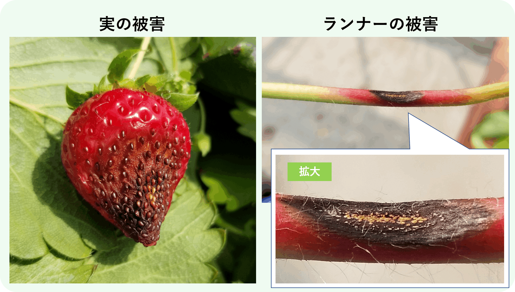 いちご 突然枯れる 葉に灰色の斑点 炭疽 たんそ 病 ミライ菜園 Note