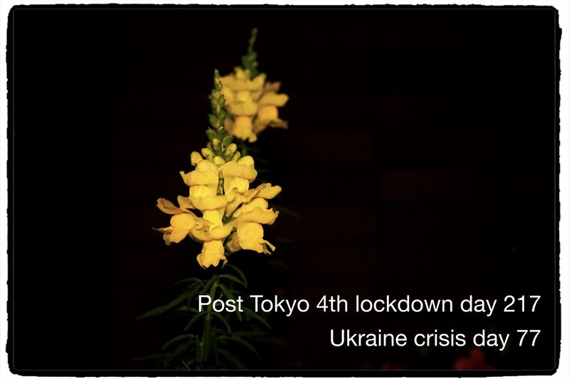 Post Tokyo 4th lockdown day 217, Ukraine crisis day 77