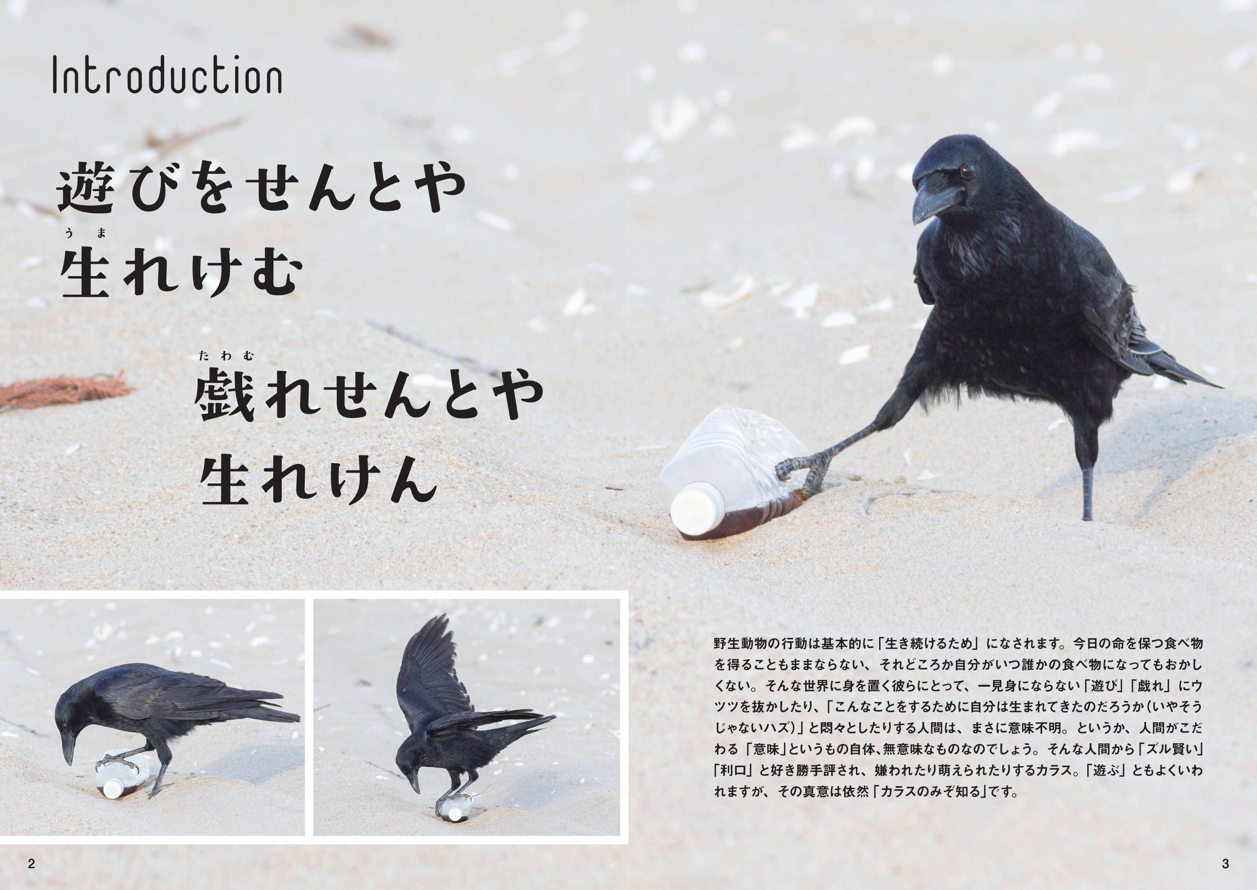 日本でよく見るカラス「ハシブトとハシボソ」。その特徴とは？ 新刊