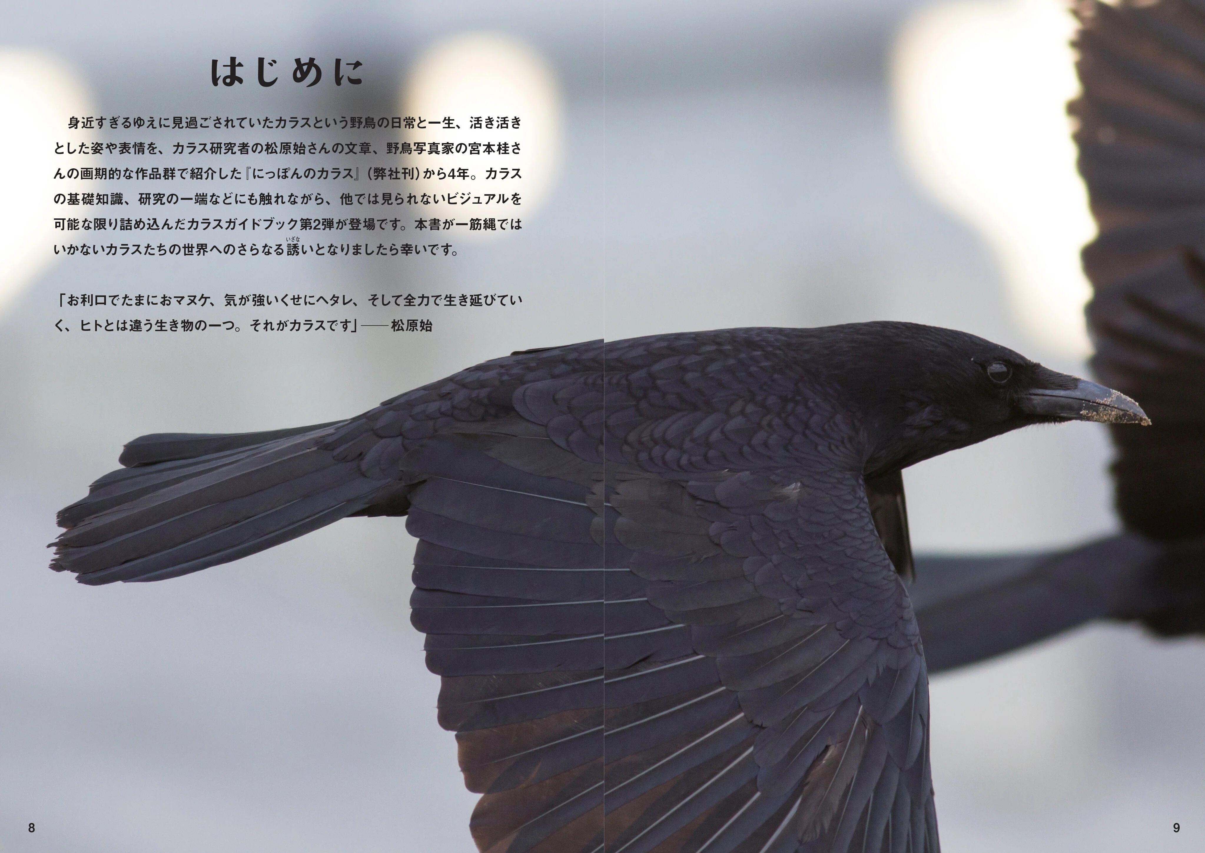 日本でよく見るカラス「ハシブトとハシボソ」。その特徴とは？ 新刊