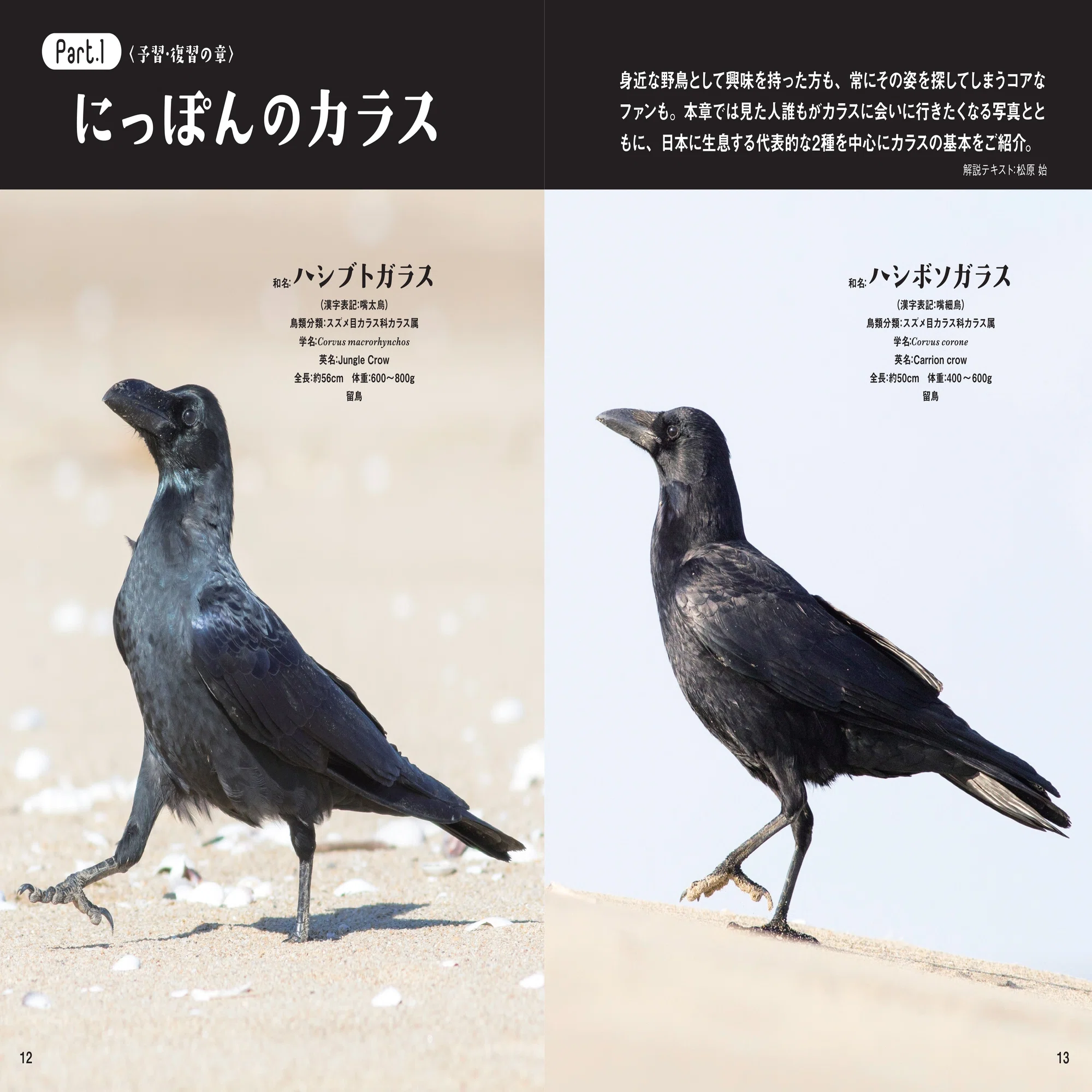 日本でよく見るカラス「ハシブトとハシボソ」。その特徴とは？ 新刊 