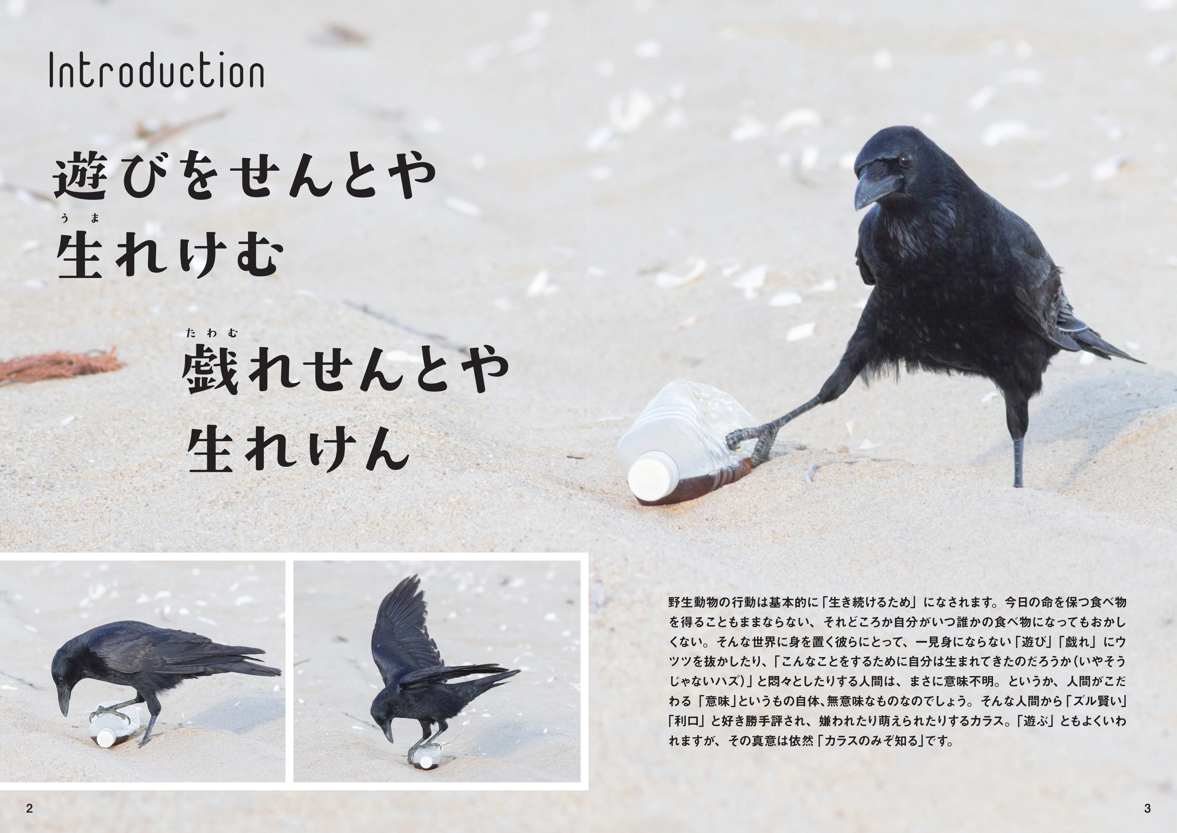 ②カラス カラスといっても種類は様々？ 新刊『にっぽんカラス遊戯』（松原始