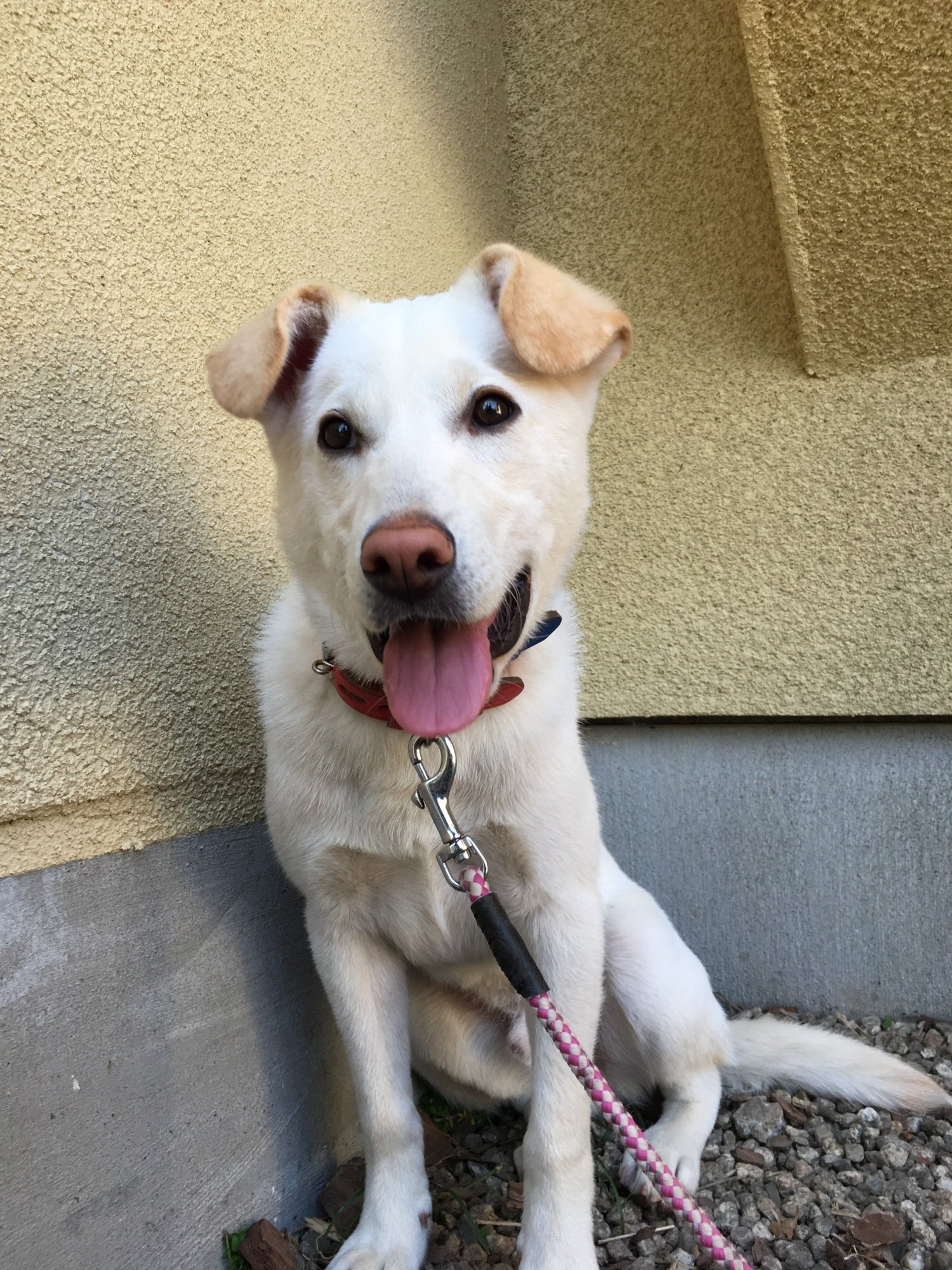 １アクションで500円分のフードが保護猫ちゃんに届きます 犬猫生活フード寄付チャレンジ 犬猫生活株式会社 旧オネストフード Note