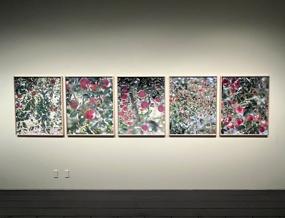 学芸員、アーティゾンへ行く ［しびれた！柴田敏雄と鈴木理策展