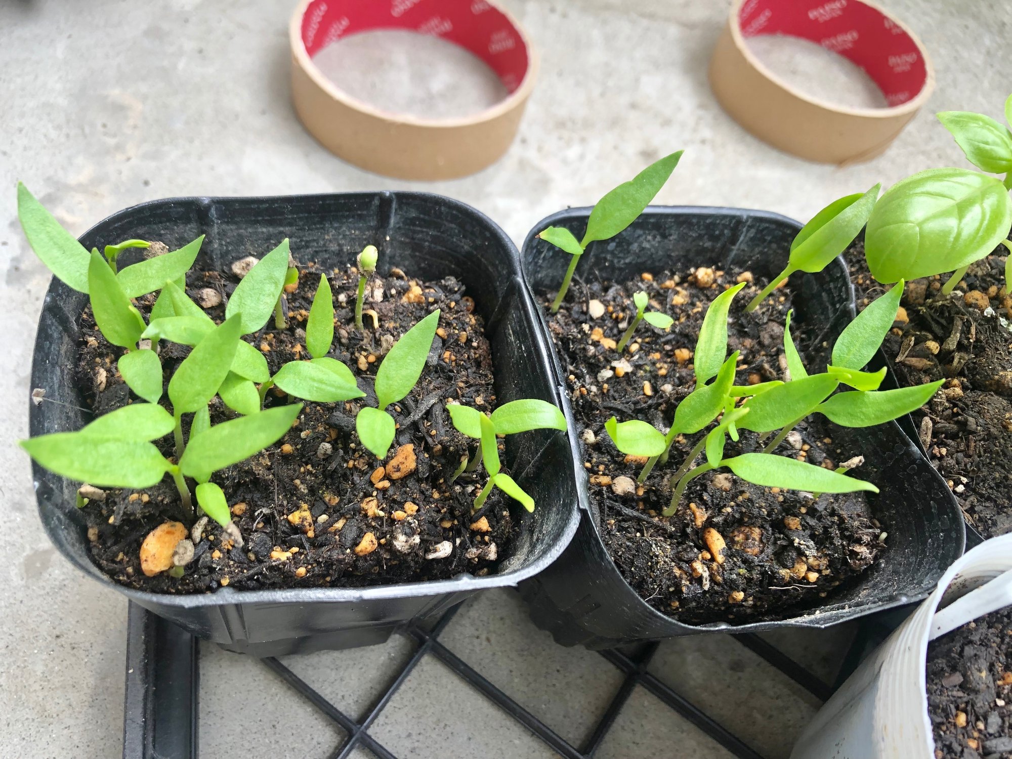 再生栽培 リボベジ パプリカ編 簡単に芽が出る ウィリー Wheelie Note 再生栽培 リボベジ パプリカ編 簡単に芽が出る ウィリー Wheelie Note