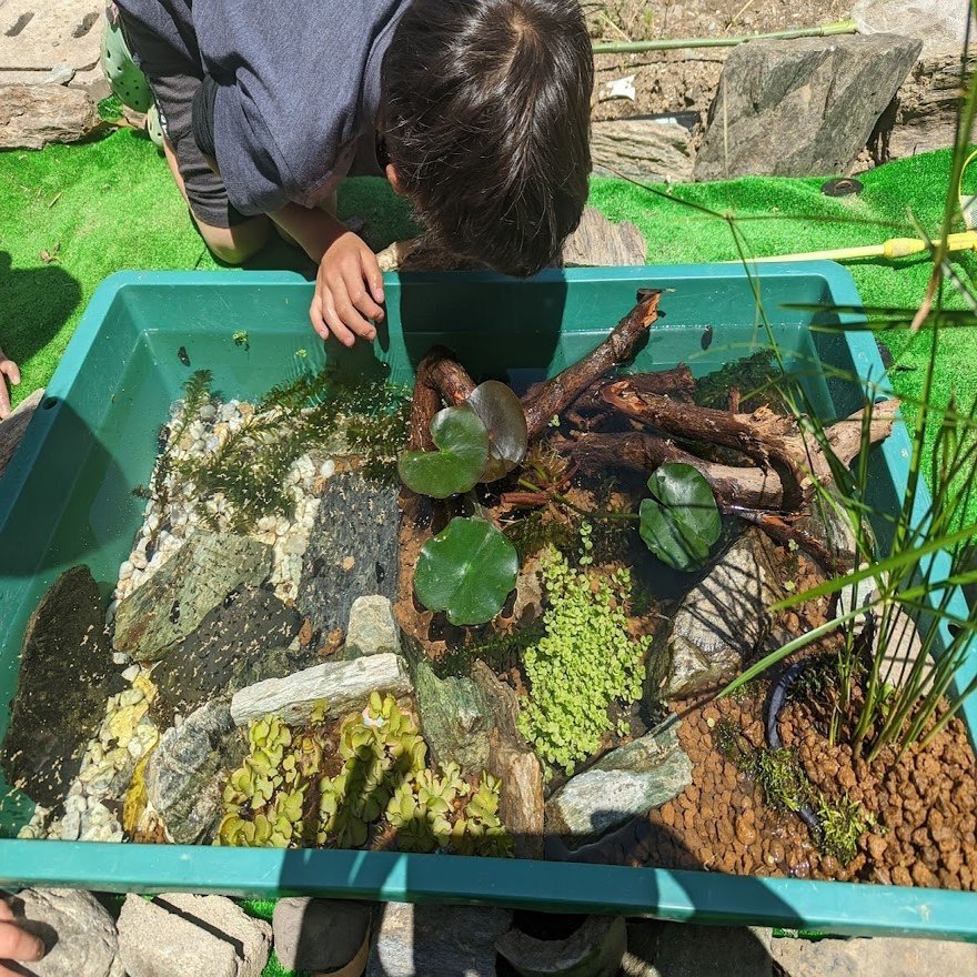 トロ舟ビオトープ 楽しんでみた あべみょん Note