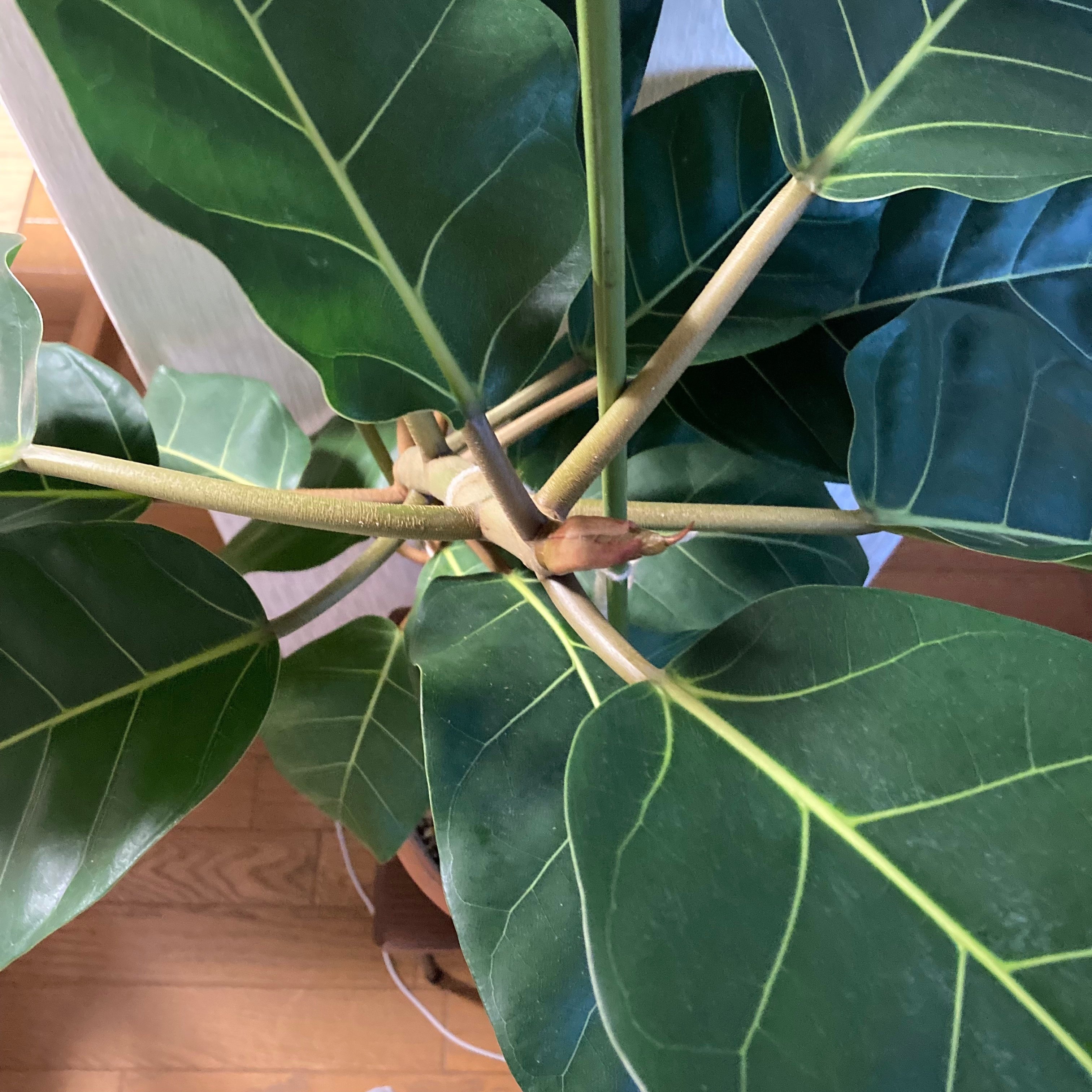 アフリカンプリンス7ヶ月｜木村静