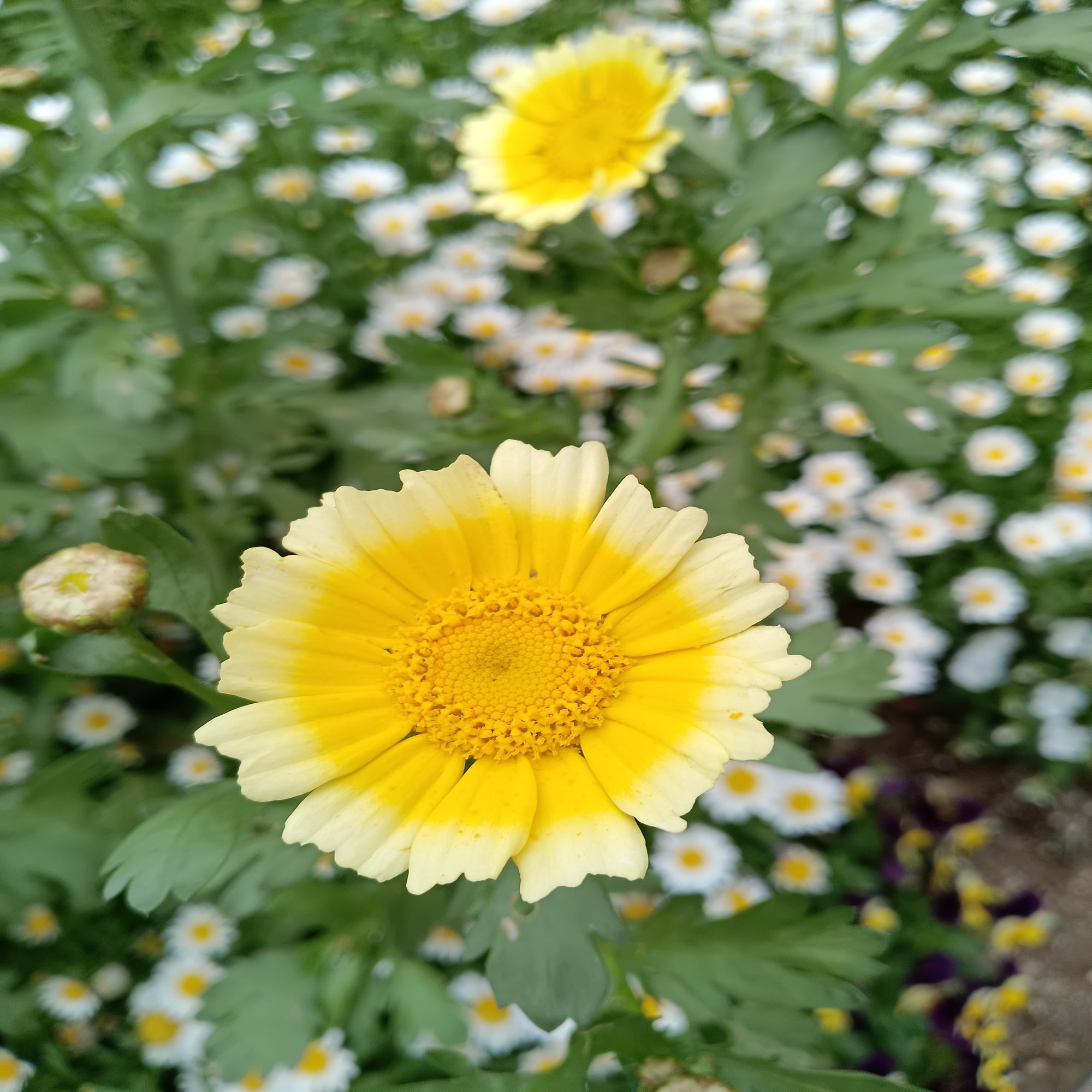 春菊の花 岡田浩史 Note