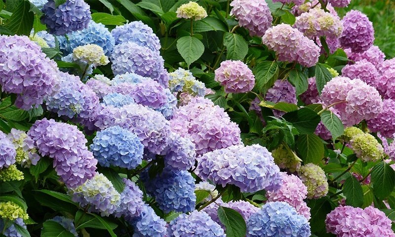 紫陽花の移ろい｜藤田さんちの色彩事情 - Kei's Factory