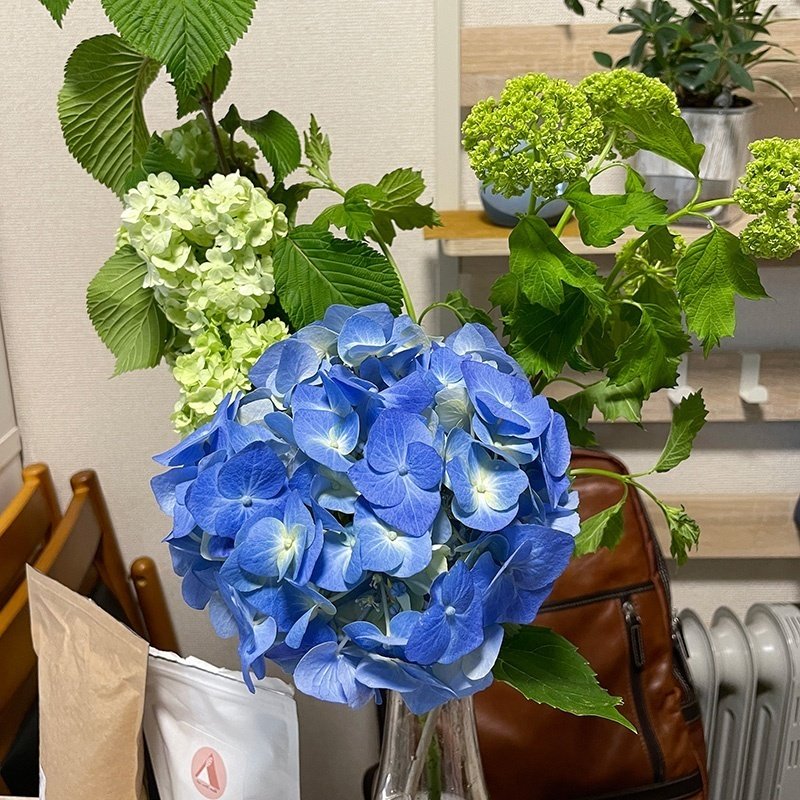 紫陽花 紫陽花の移ろい｜藤田さんちの色彩事情 - Kei's Factory