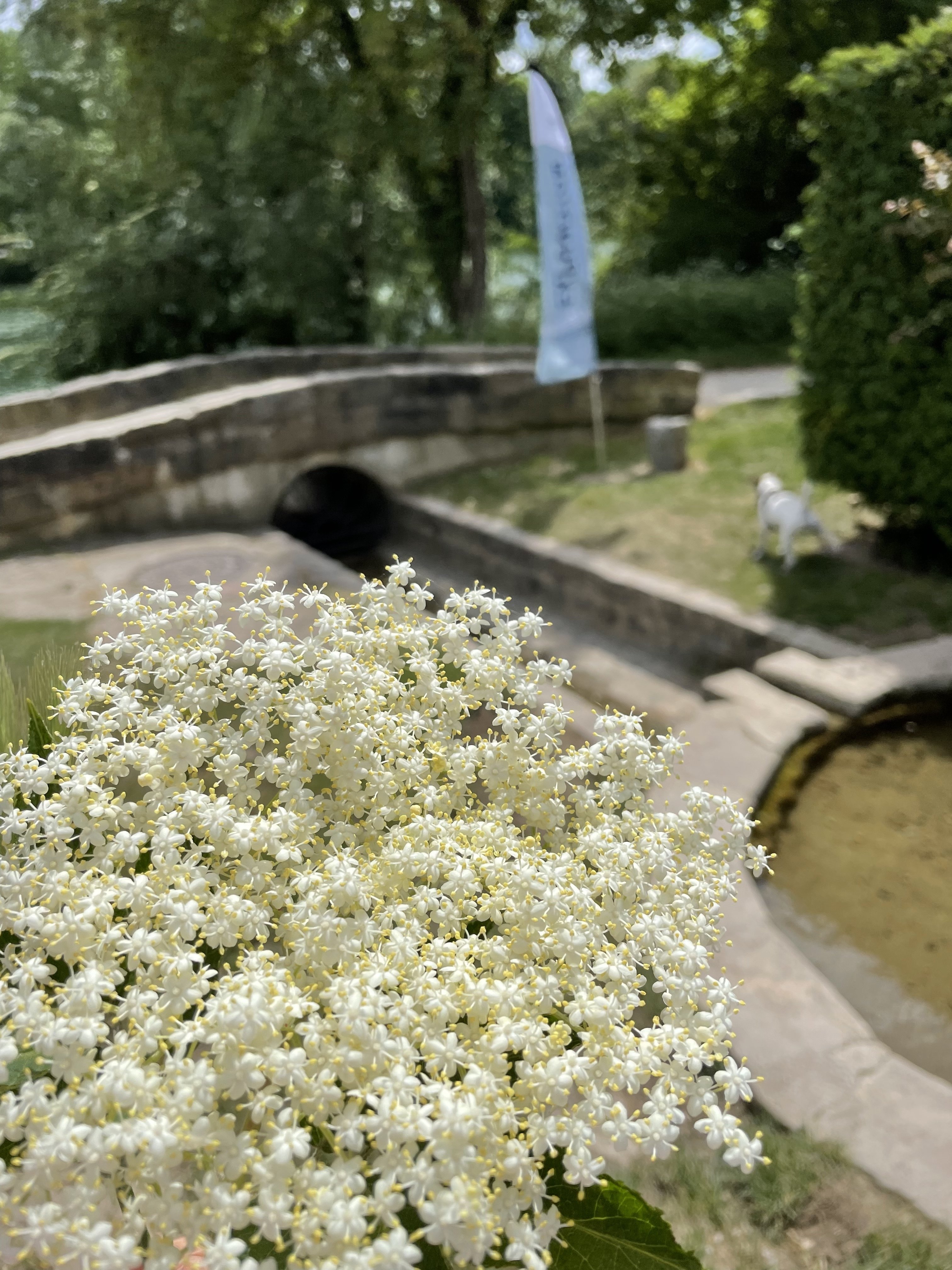 エルダーフラワーを摘んでレモンケーキを作った日 Kana Note