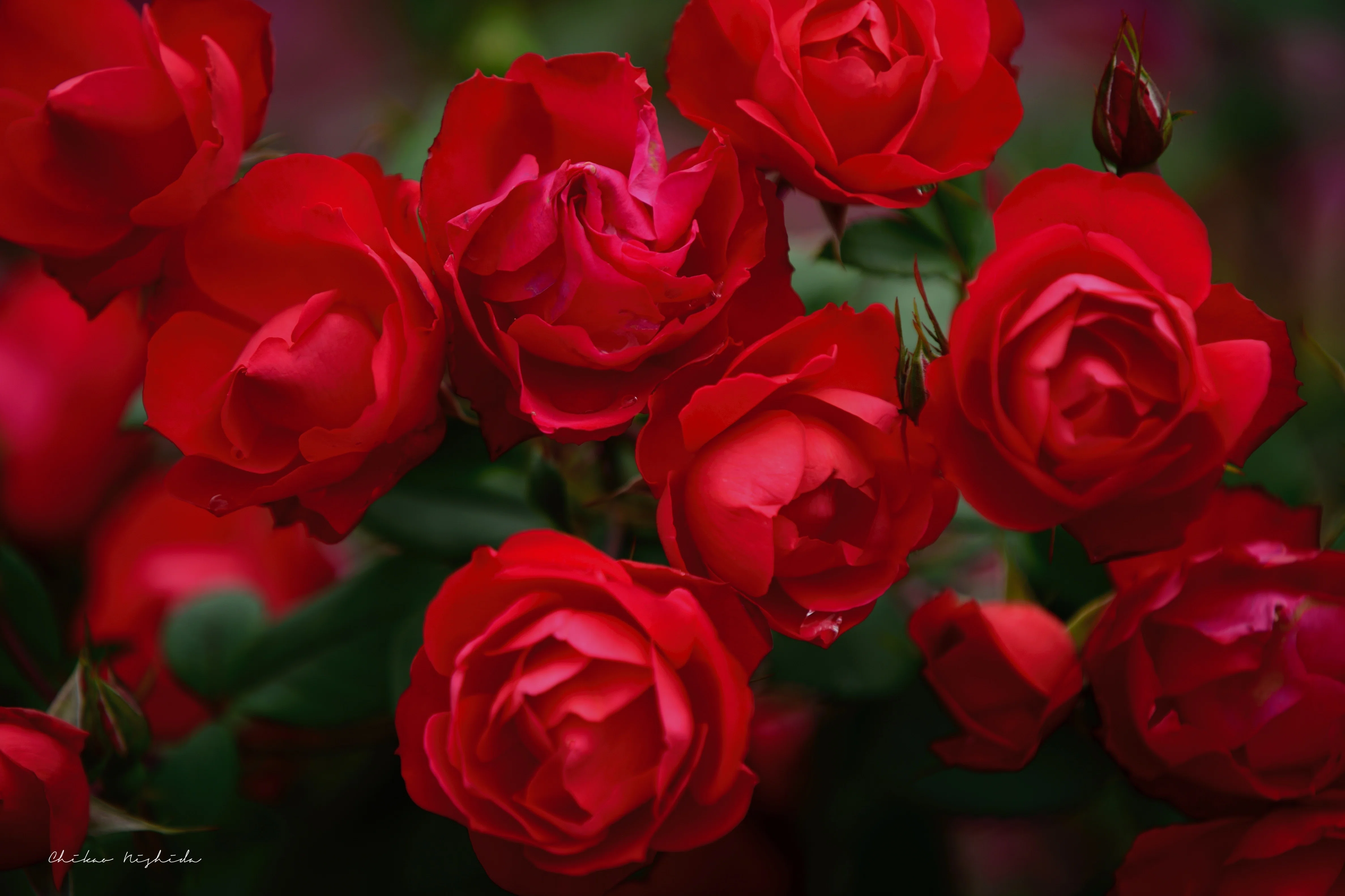 海外の写真愛好家Facebookグループカバーのメインに「真っ赤な薔薇の