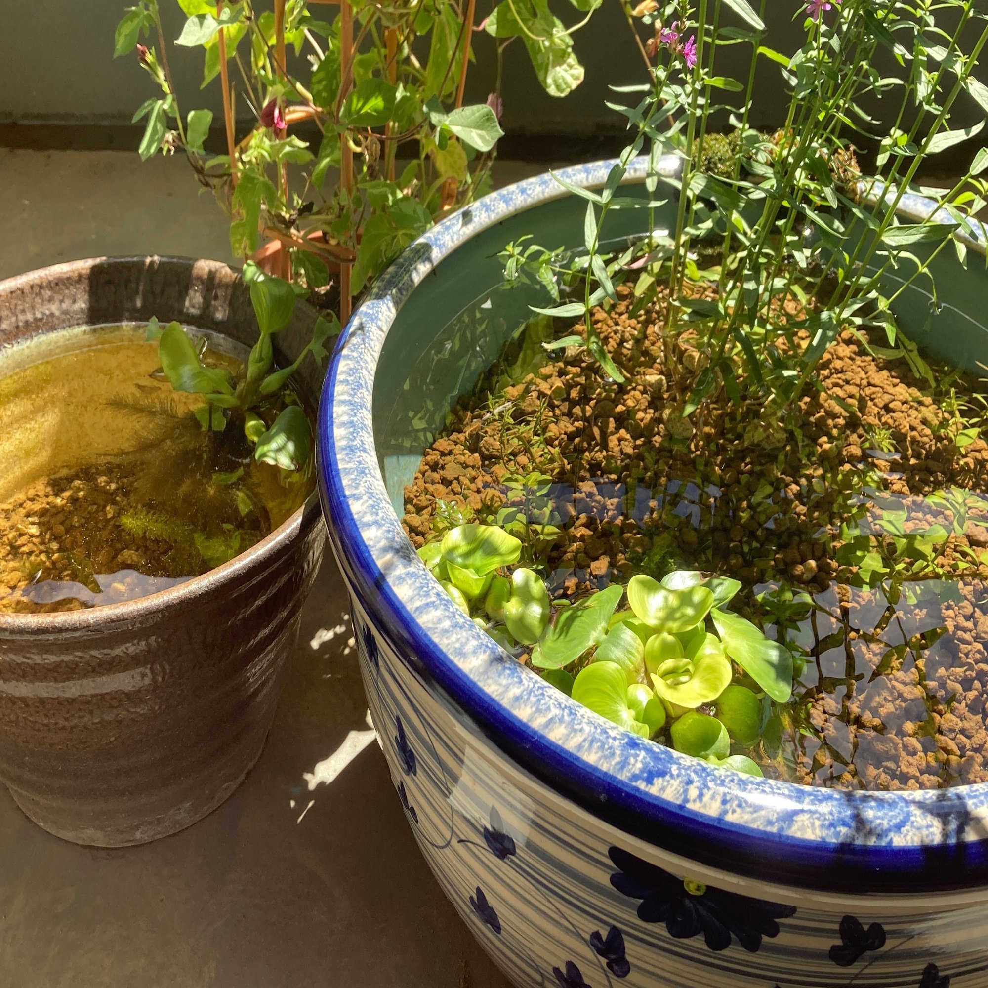 2年目のメダカのビオトープ レイアウトや水草を変えました Voicy ワタナベ Note