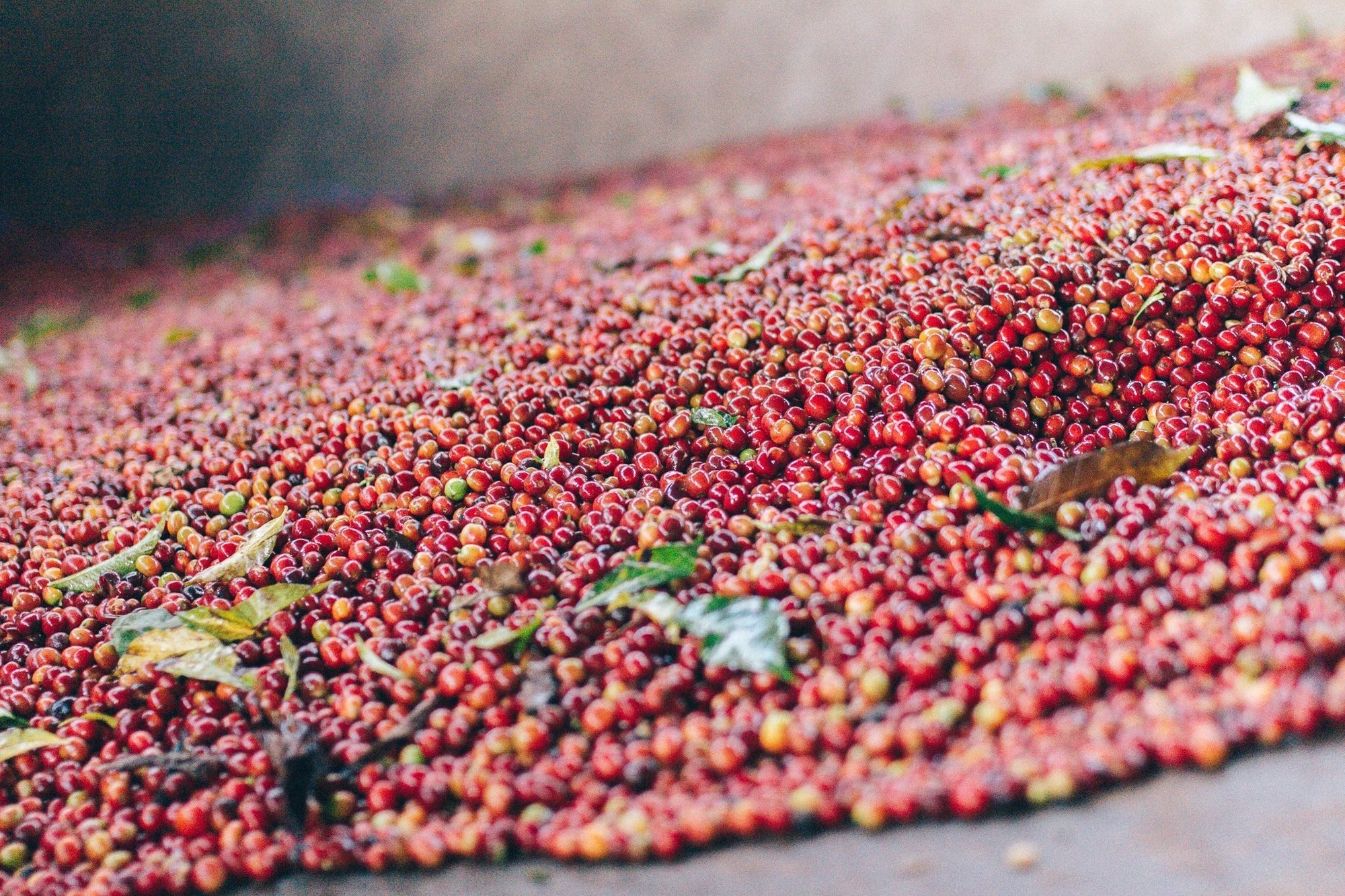 コーヒー農園に行く方法 川野優馬 Light Up Coffee Note コーヒー農園に行く方法 川野優馬 Light Up Coffee Note