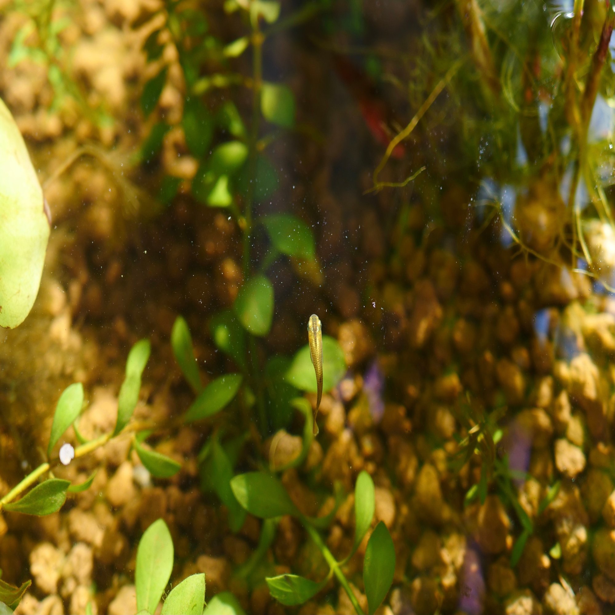 2年目のメダカのビオトープ レイアウトや水草を変えました Voicy ワタナベ Note