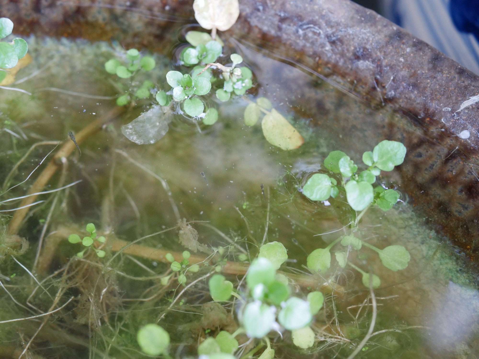 2年目のメダカのビオトープ レイアウトや水草を変えました Voicy ワタナベ Note 2年目のメダカのビオトープ レイアウトや水草を変えました Voicy ワタナベ Note