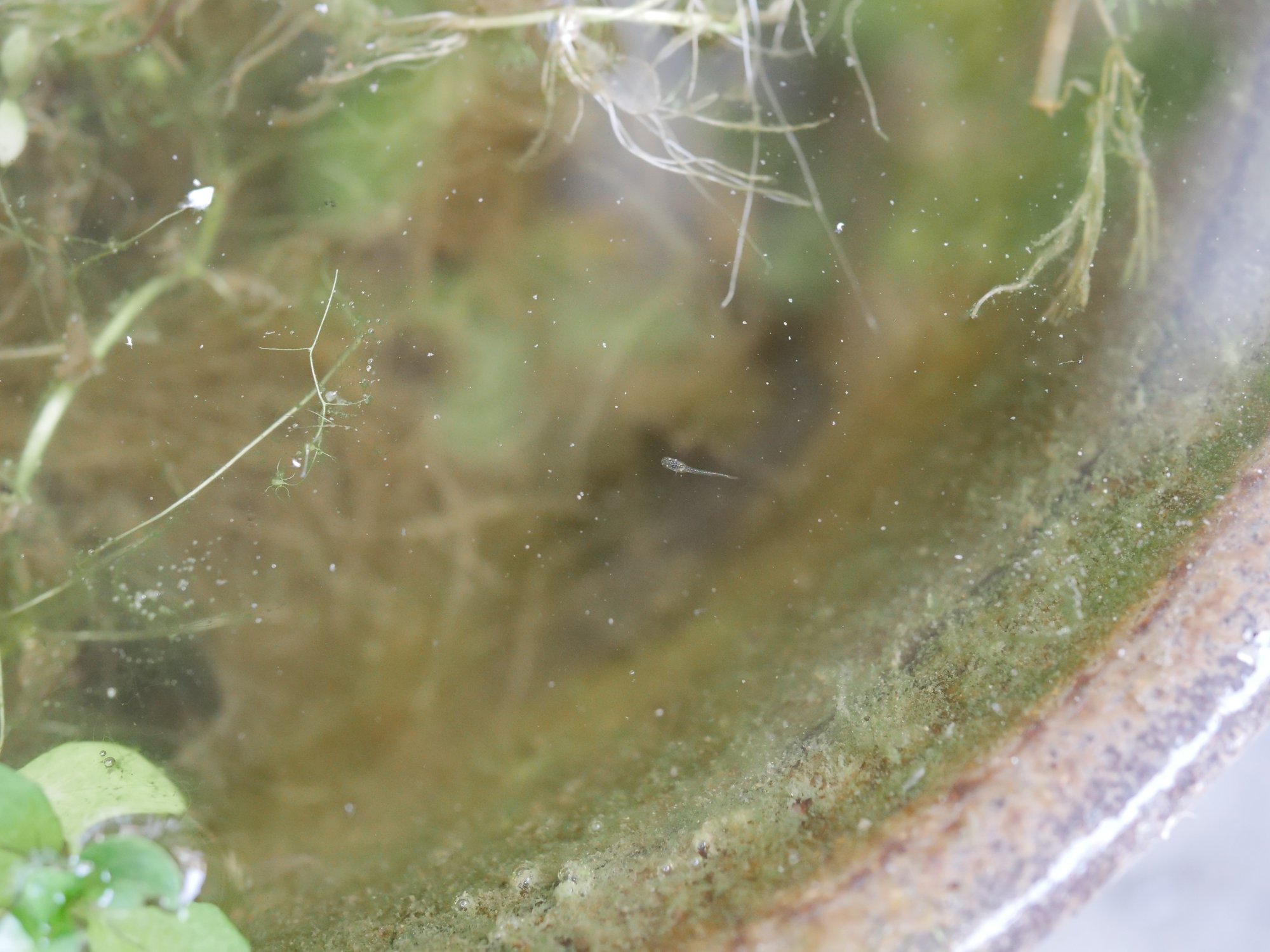 2年目のメダカのビオトープ レイアウトや水草を変えました Voicy ワタナベ Note 2年目のメダカのビオトープ レイアウトや水草を変えました Voicy ワタナベ Note