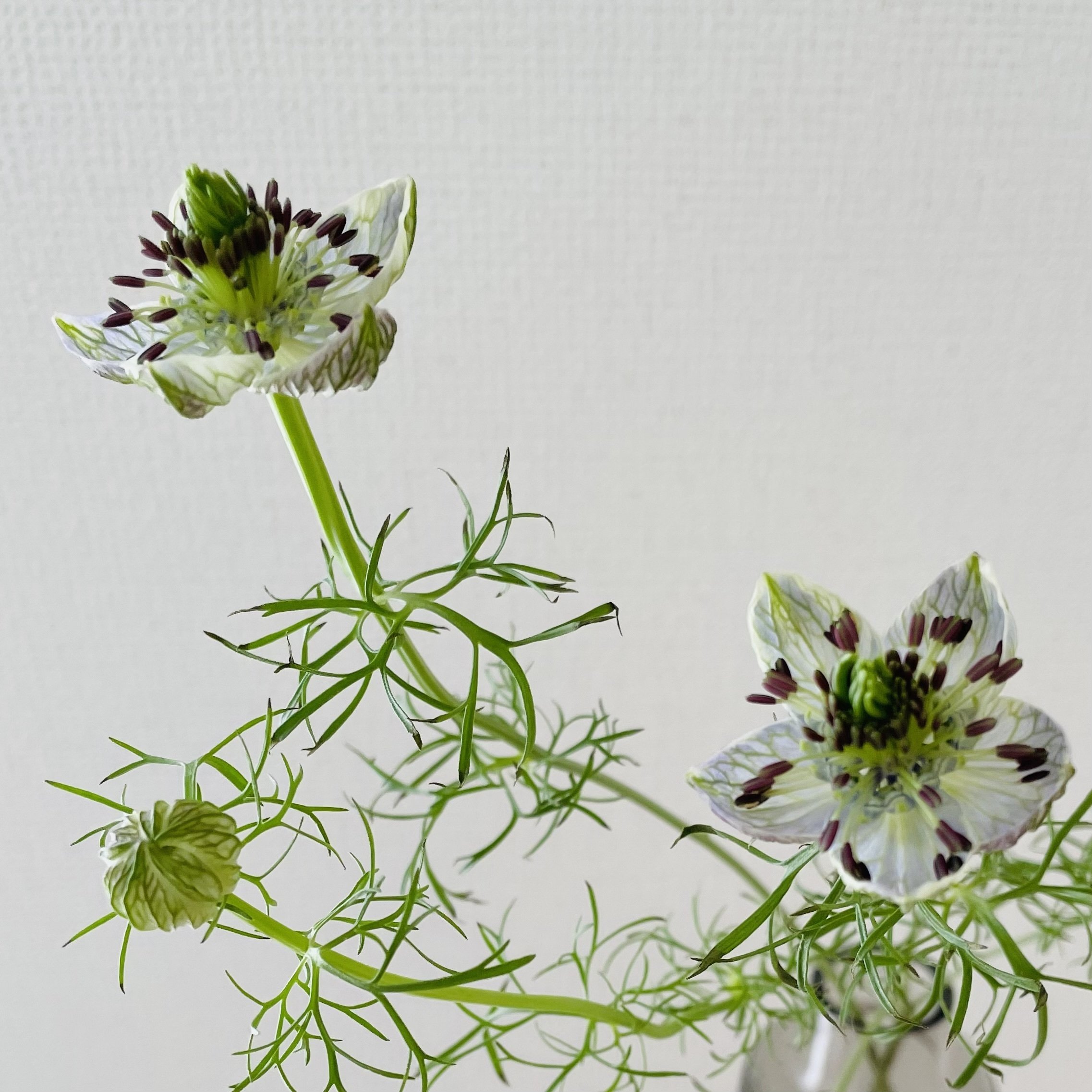 夢で逢えたら みちゅねこ Note