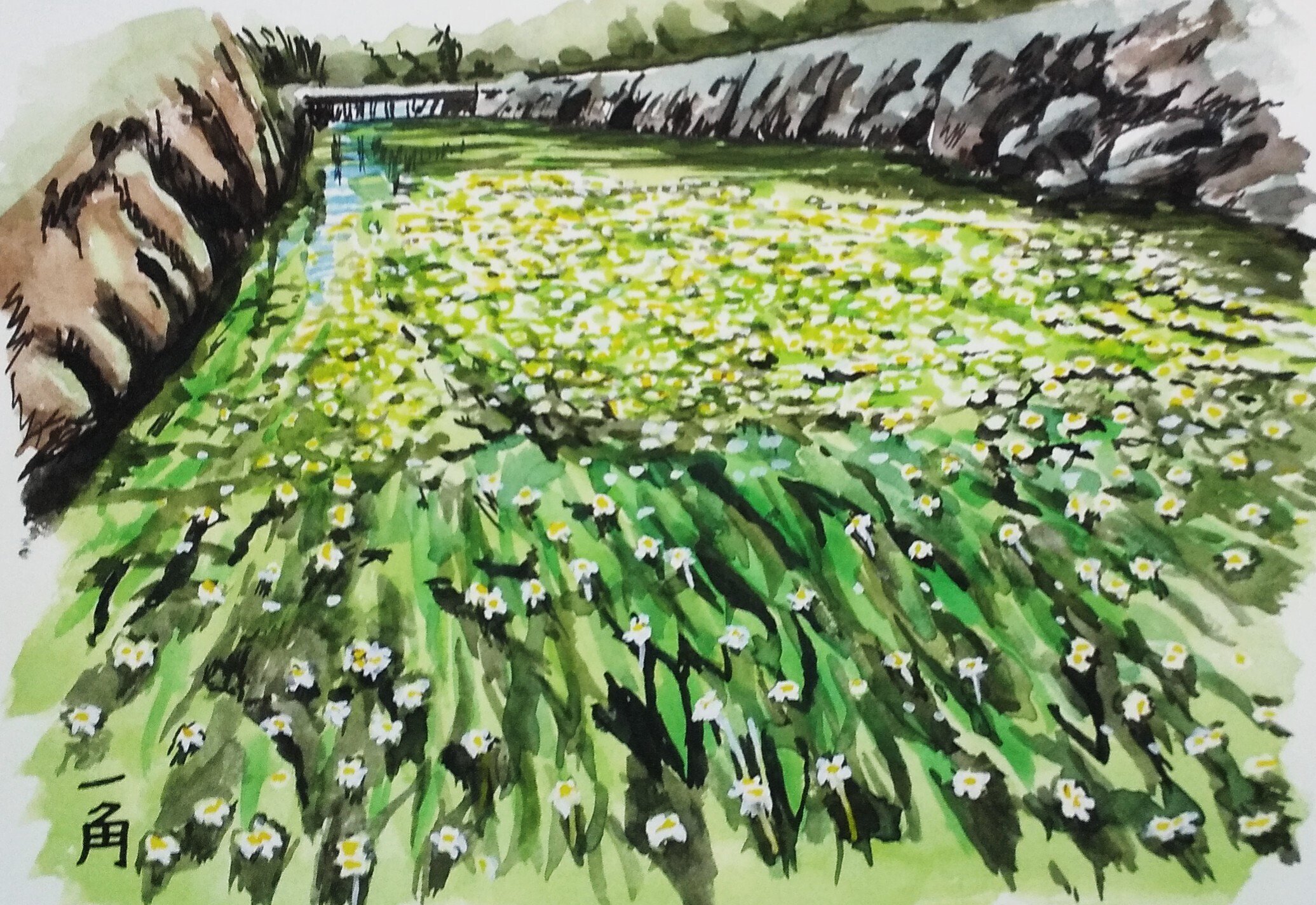 梅花藻｜角＠京都