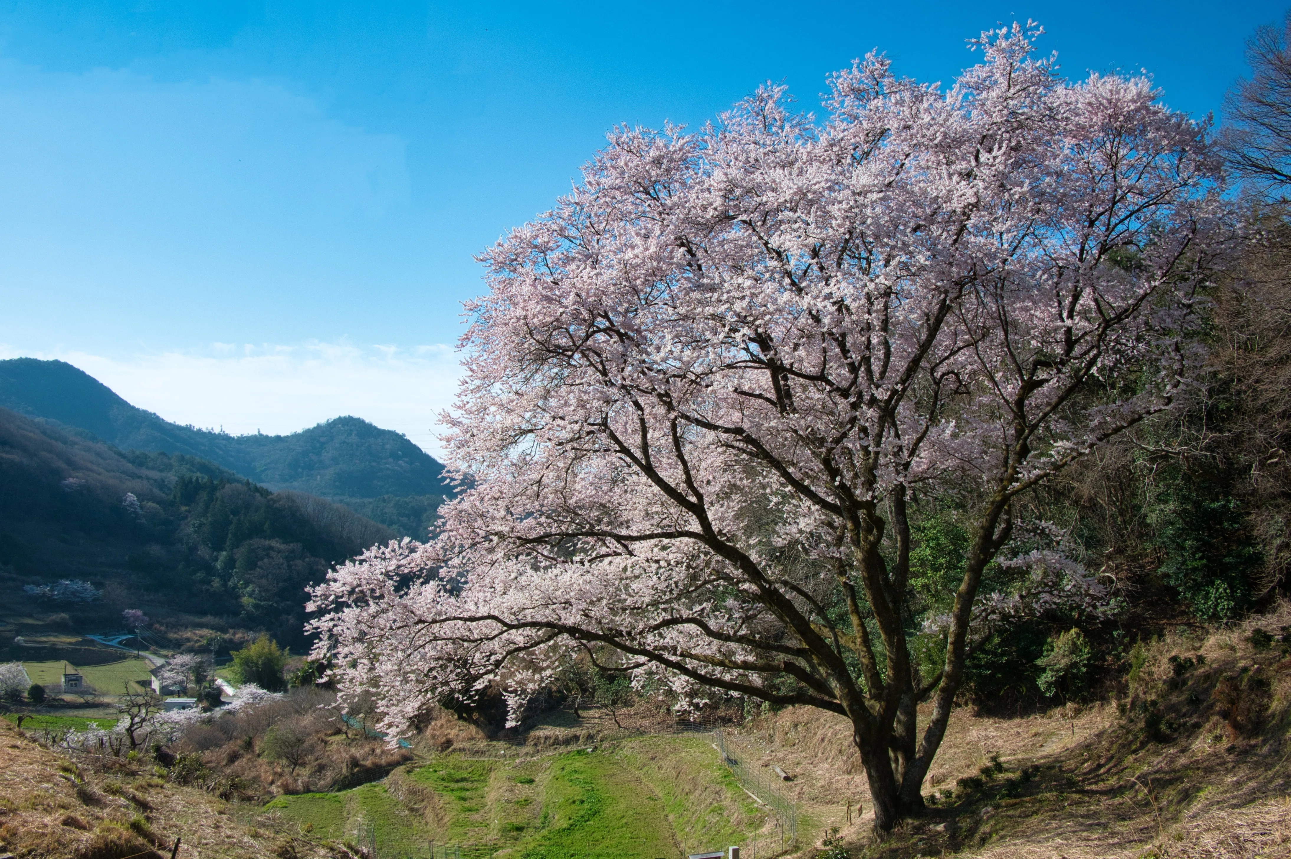 佐木島 塔の峰千本桜2｜inumos