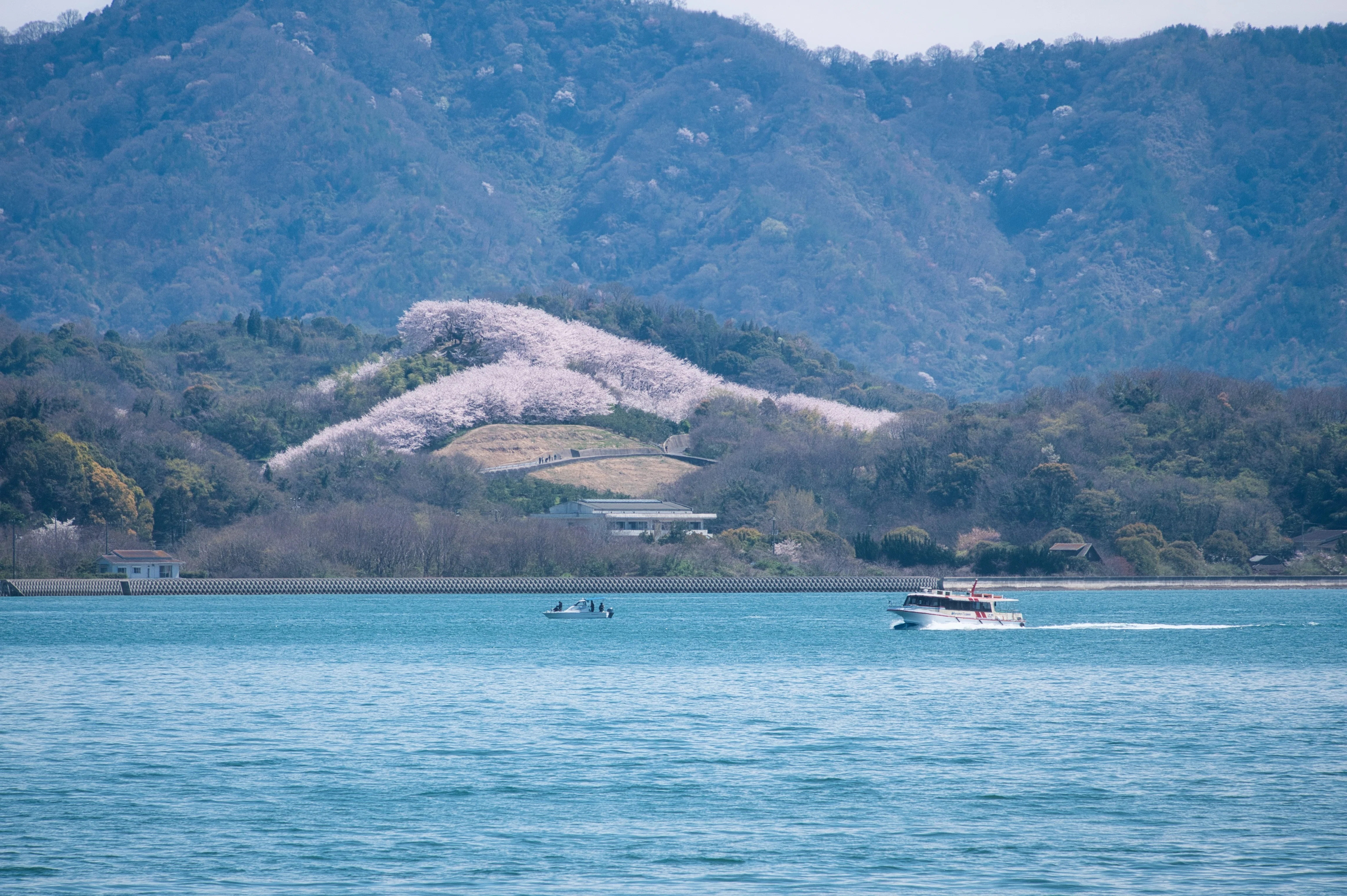 佐木島 塔の峰千本桜2｜inumos