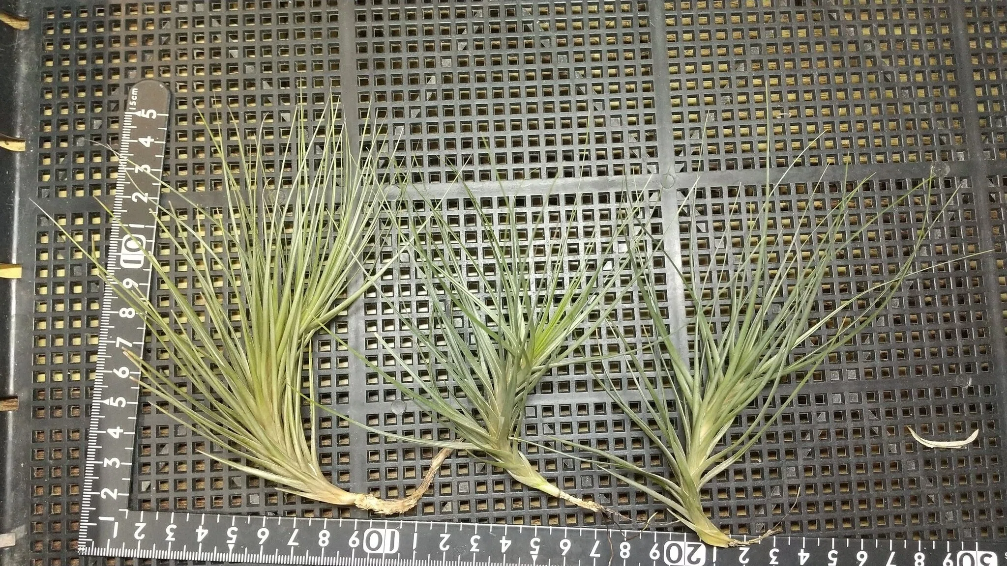 チランジア入荷リスト5/13｜NatureGarden🌿神田