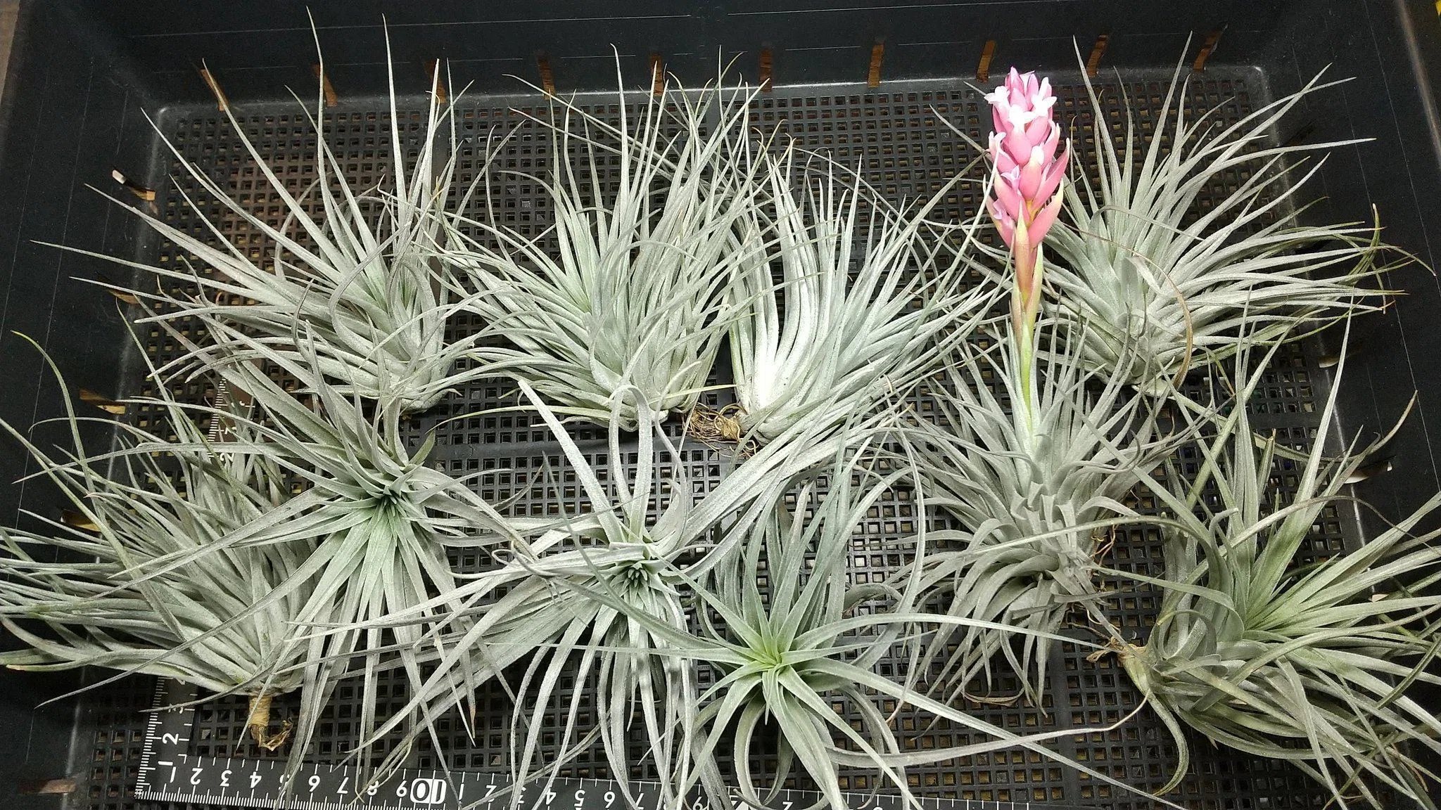 チランジア入荷リスト5/13｜NatureGarden🌿神田