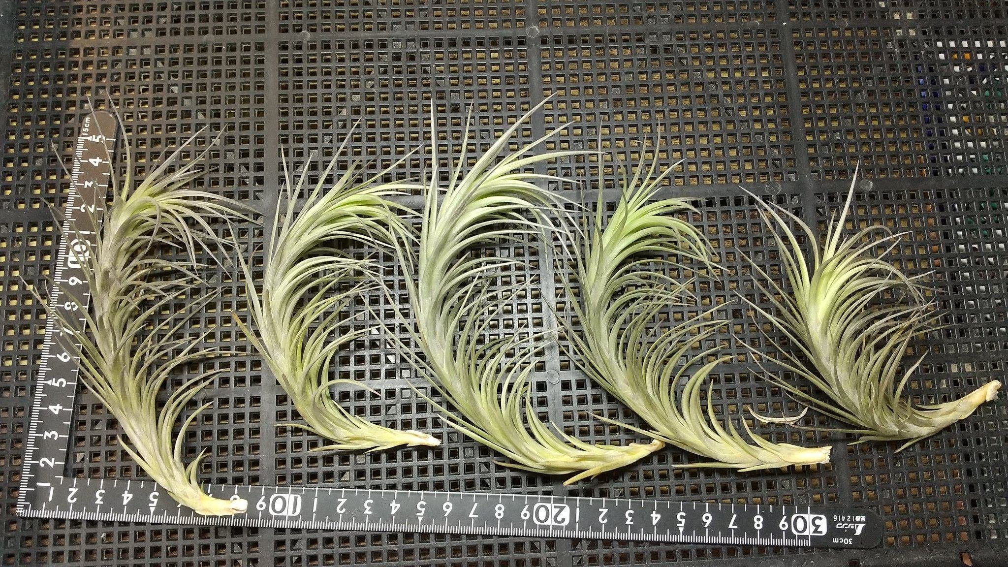 チランジア入荷リスト5/13｜NatureGarden🌿神田